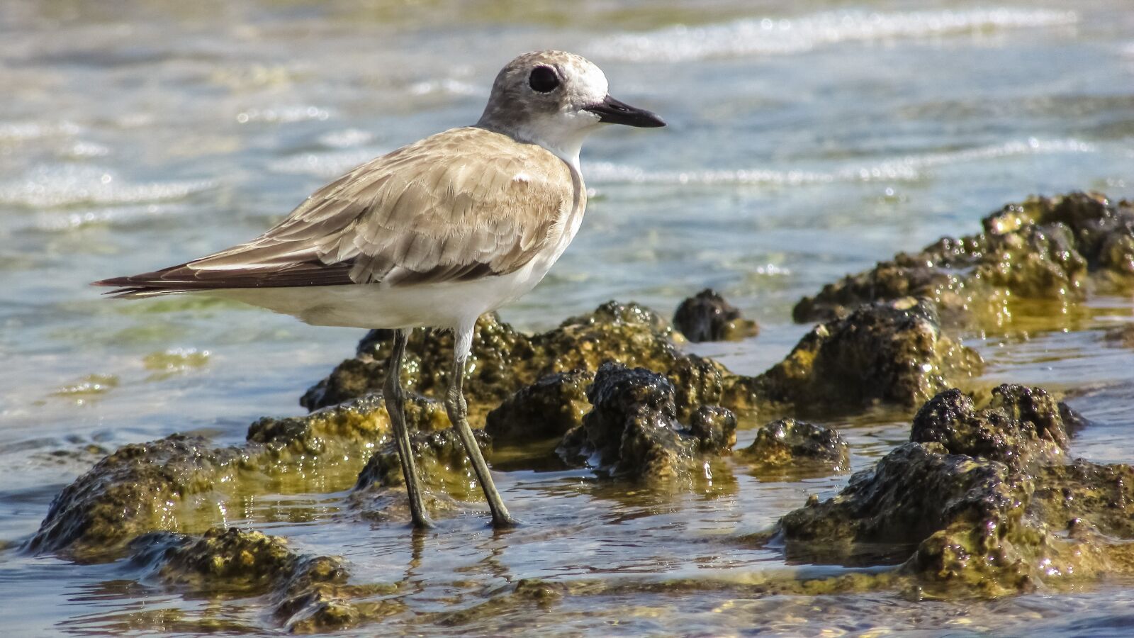 Canon PowerShot SX400 IS sample photo. Stint, grey, seabird photography