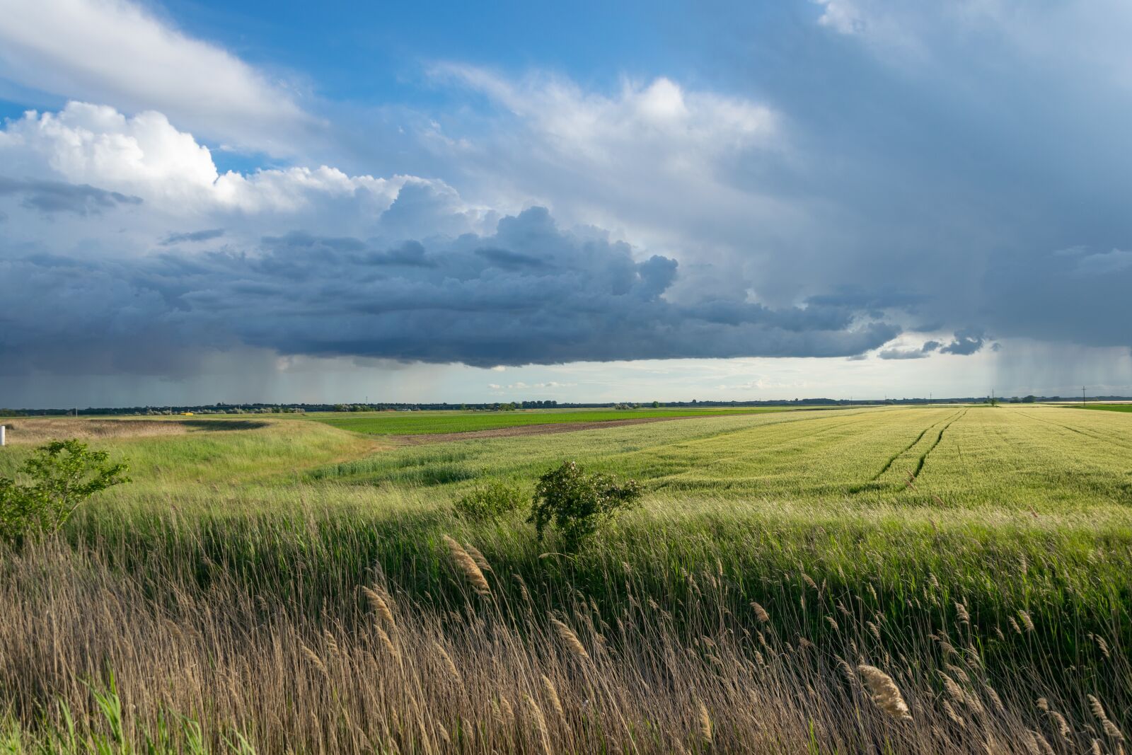 Nikon D3300 sample photo. Storm, cornfield, clouds photography
