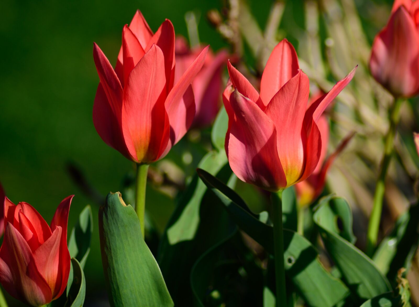 Nikon D3300 sample photo. Tulip, outdoor, spring photography