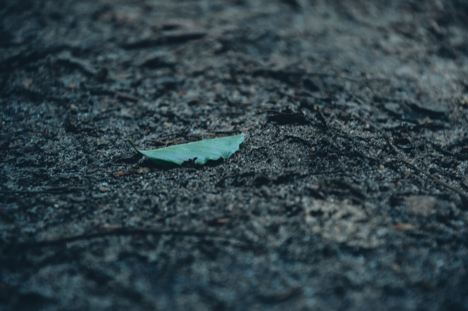 Nikon D3200 sample photo. Evening photography