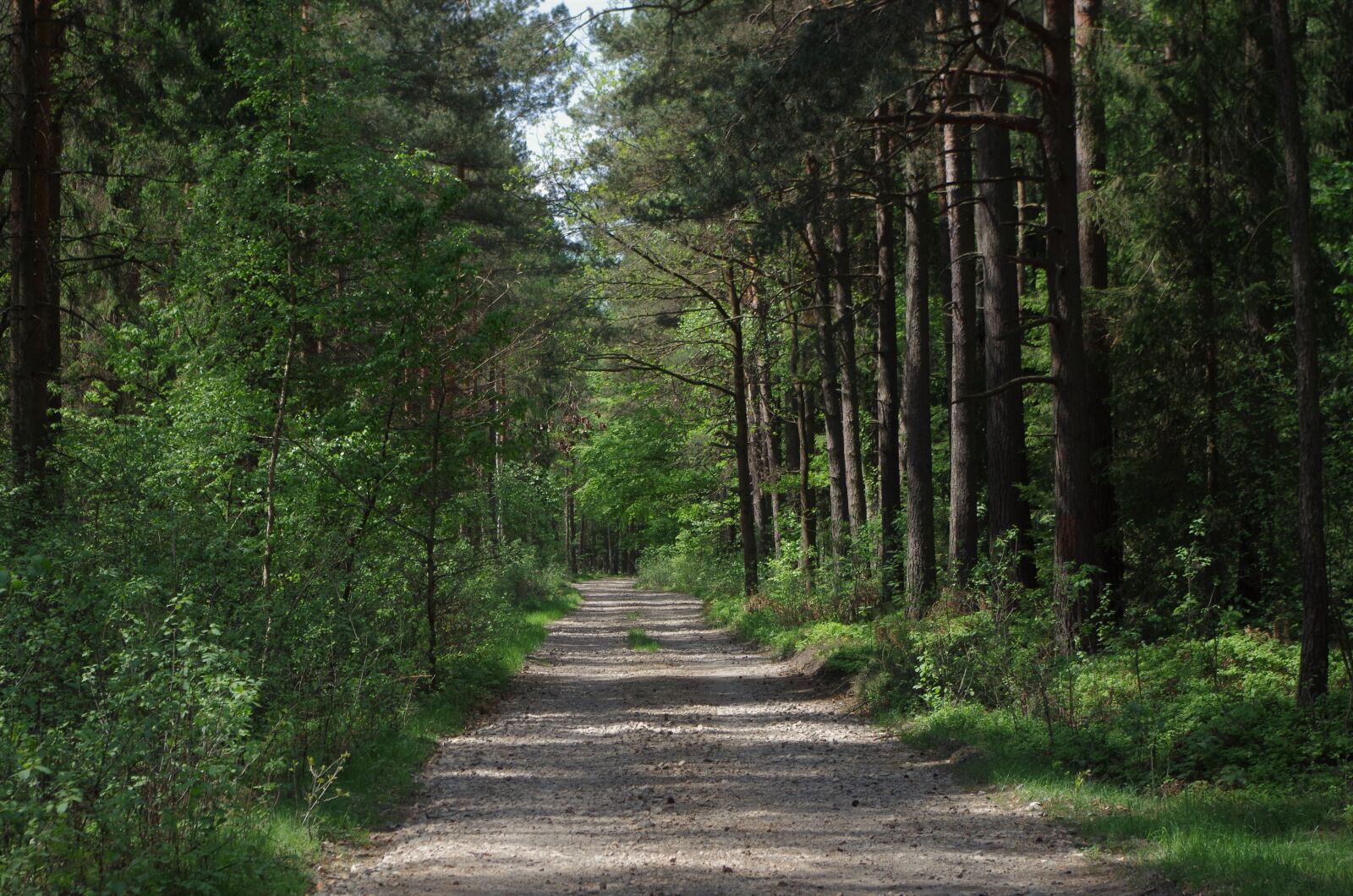 Pentax K-50 sample photo. Forest, tree photography