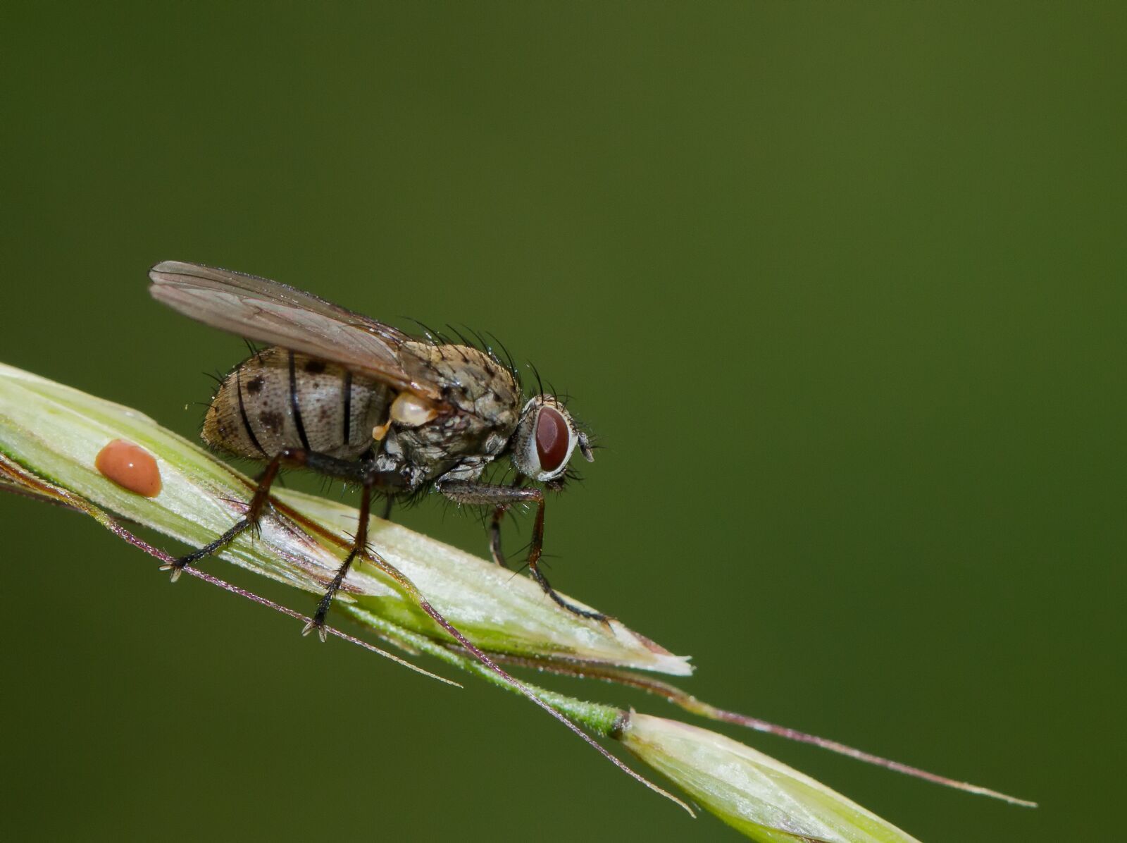 Canon EF 100mm F2.8L Macro IS USM sample photo. Fly, nature, animal photography