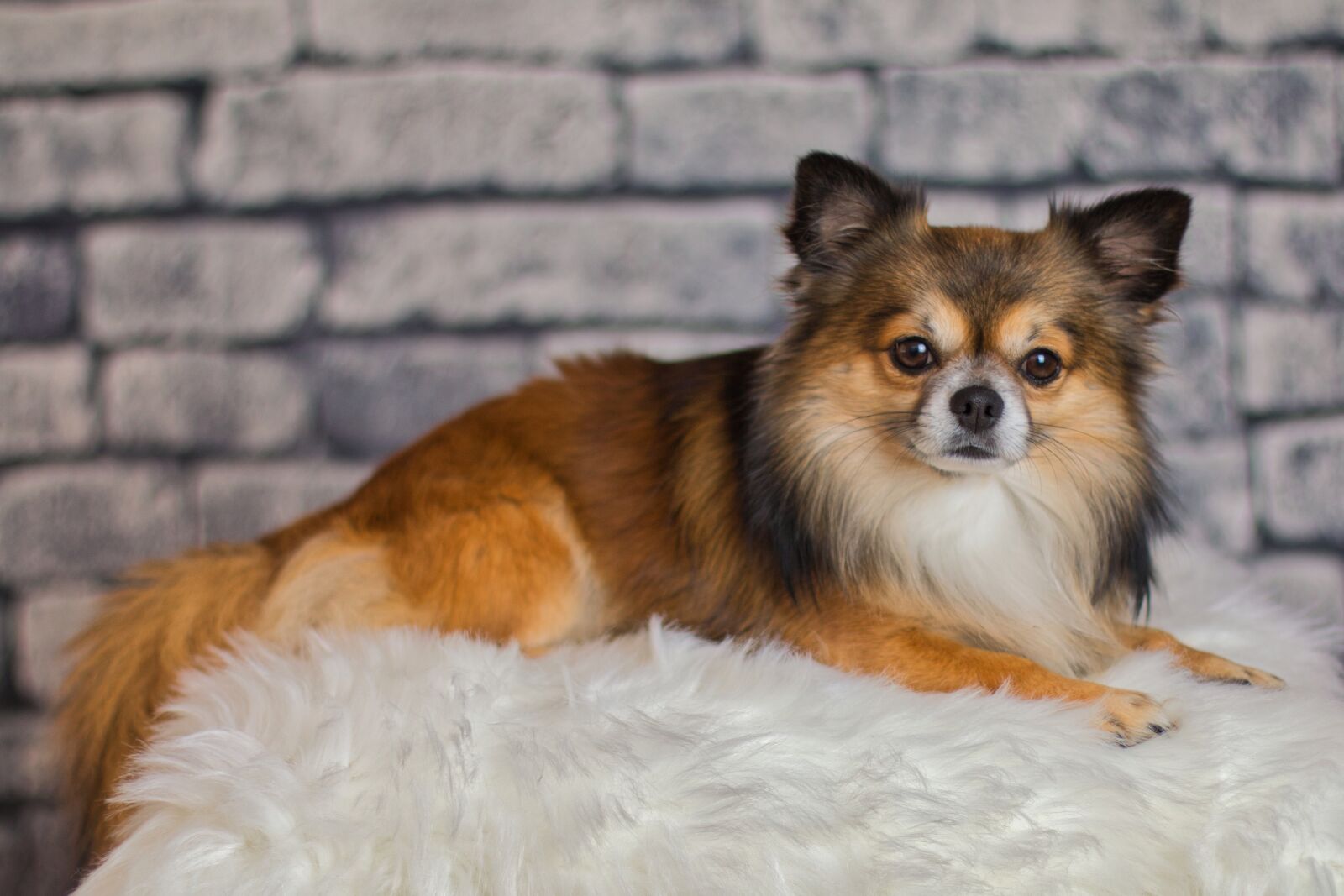 Canon EOS 70D + Canon EF 50mm F1.4 USM sample photo. Chihuahua, dog, small photography