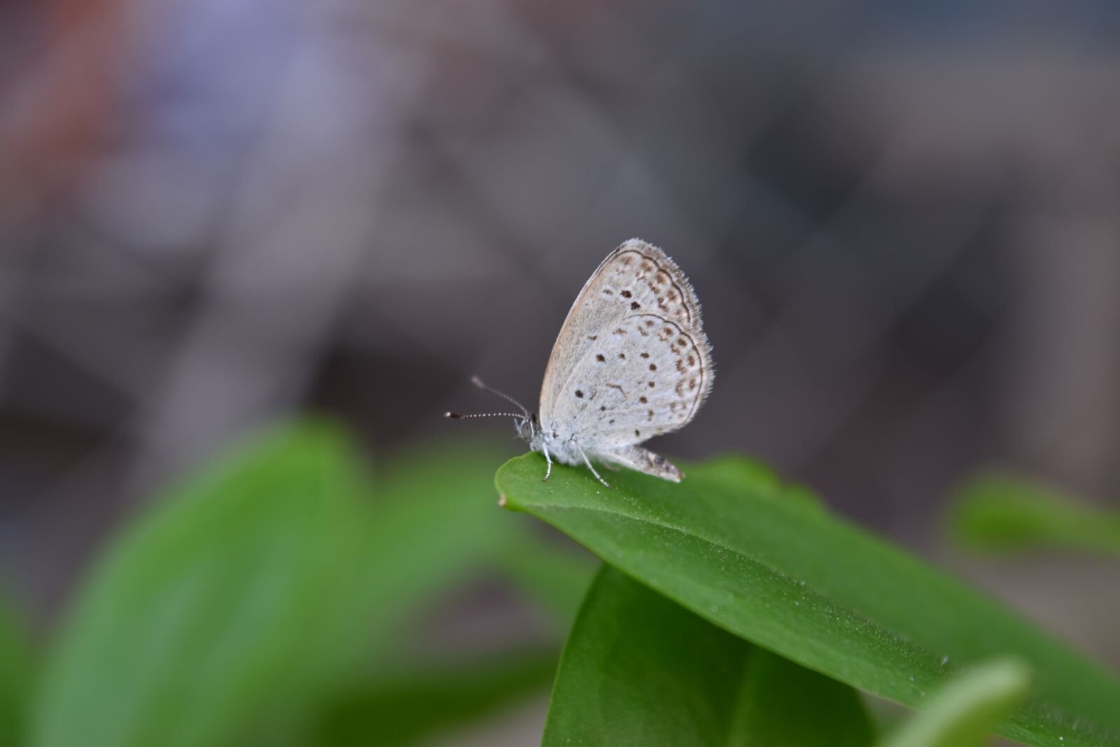 Nikon D5500 sample photo. Butterfly, insect, nature photography