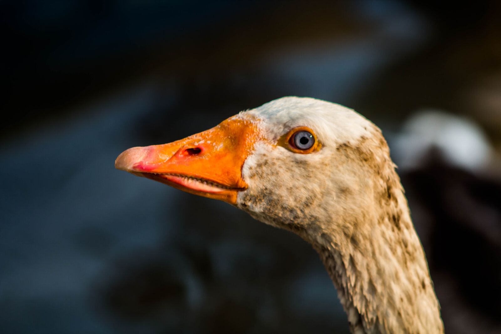 Canon EOS 600D (Rebel EOS T3i / EOS Kiss X5) sample photo. Duck, bird, animal photography