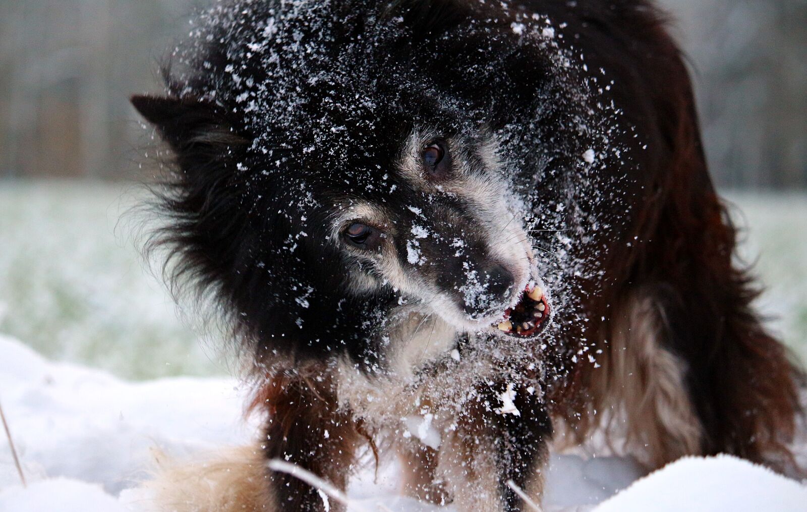 Canon EOS 100D (EOS Rebel SL1 / EOS Kiss X7) sample photo. Snow, dog, border photography