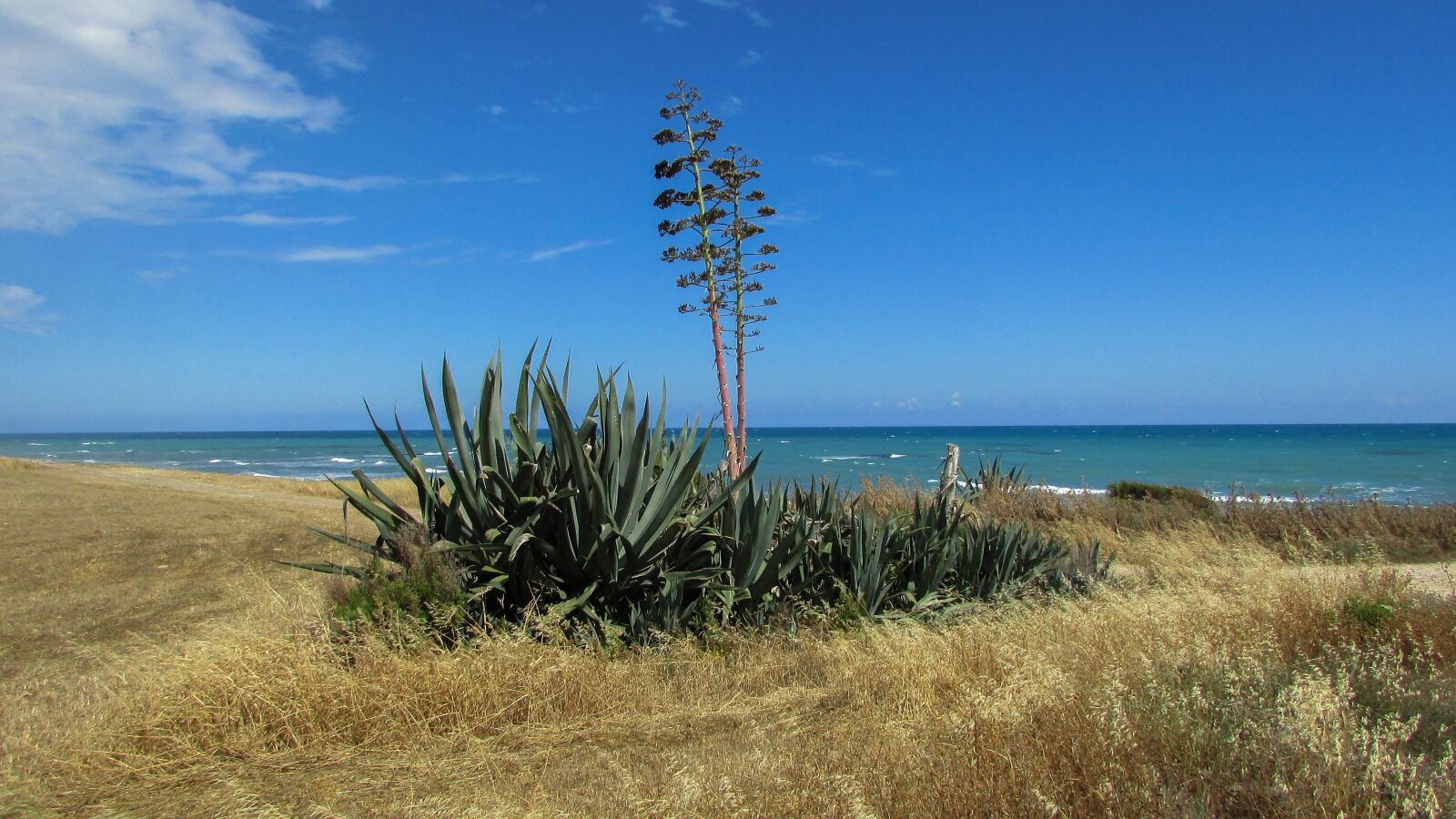 Canon PowerShot SX400 IS sample photo. Cyprus, perivolia, aloe vera photography