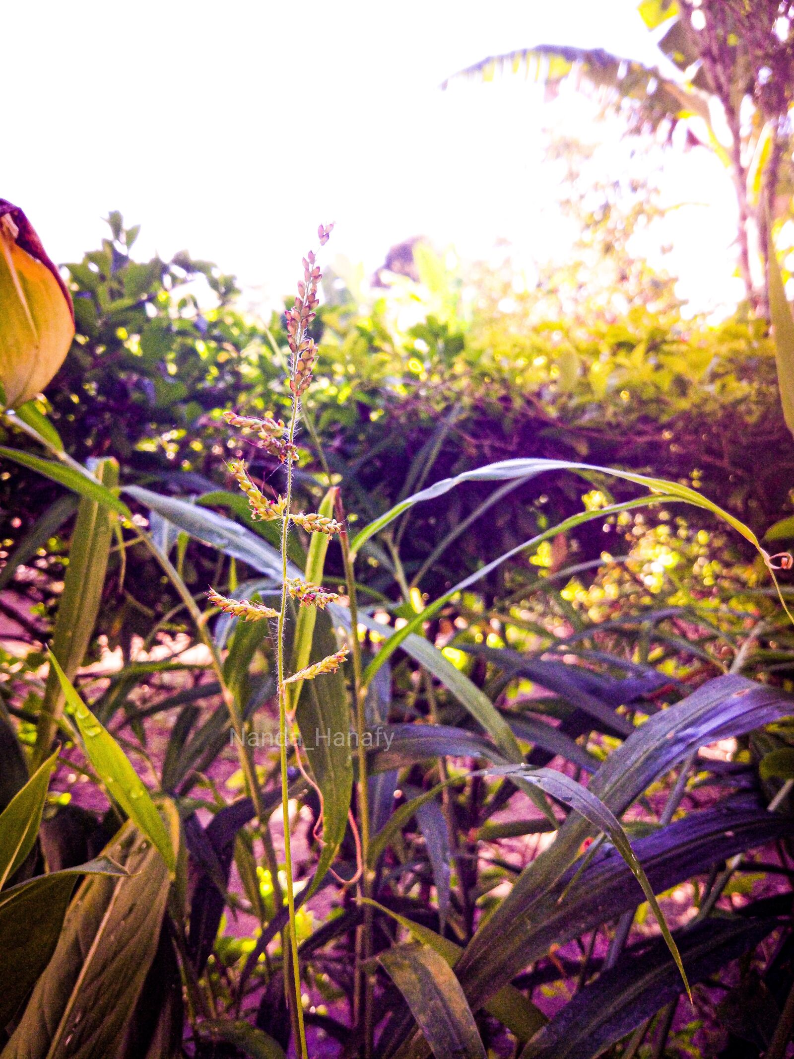 Xiaomi MI 5 sample photo. Natural, plant, flower photography
