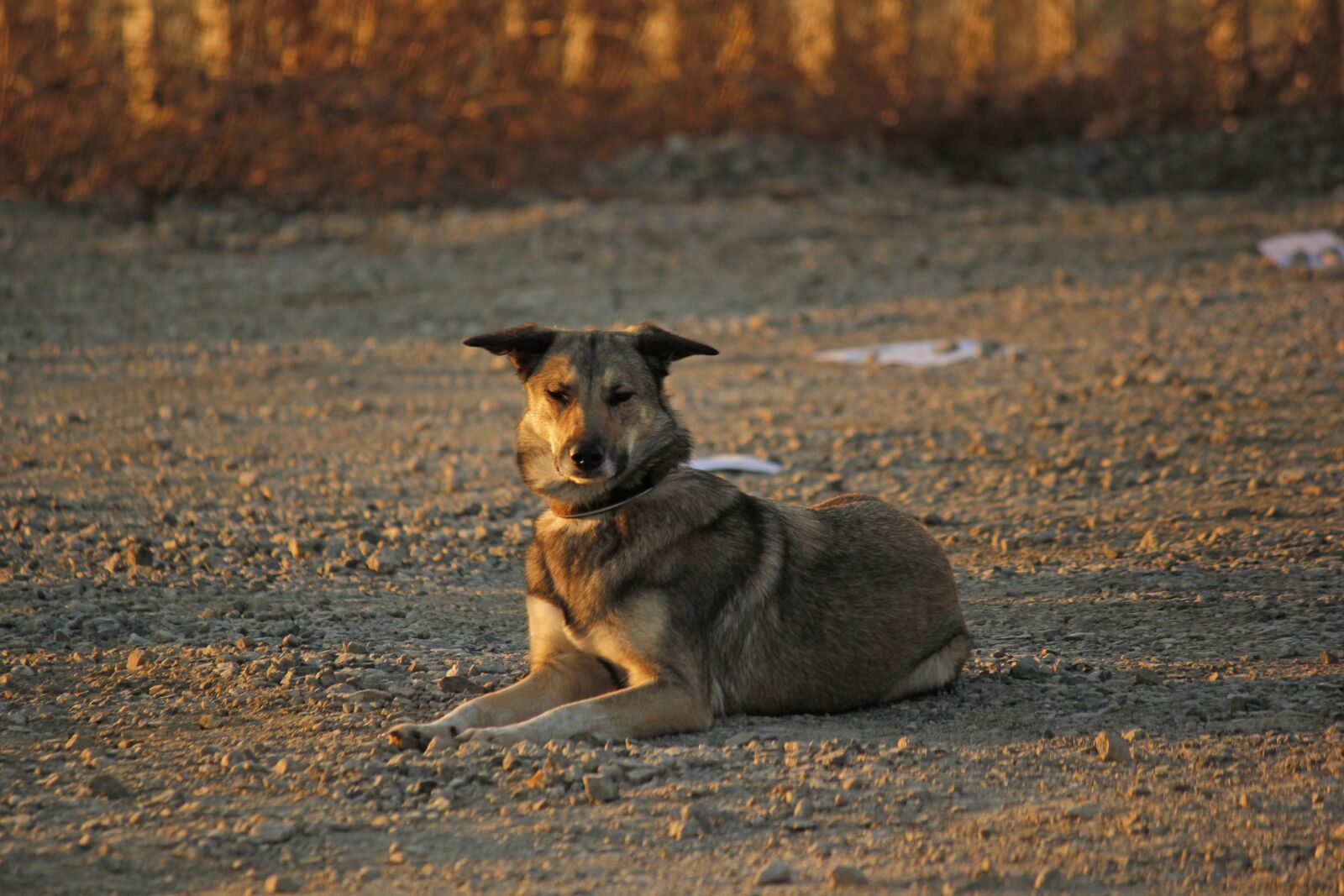 Canon EOS 550D (EOS Rebel T2i / EOS Kiss X4) sample photo. Hybrid, evening sun, dog photography