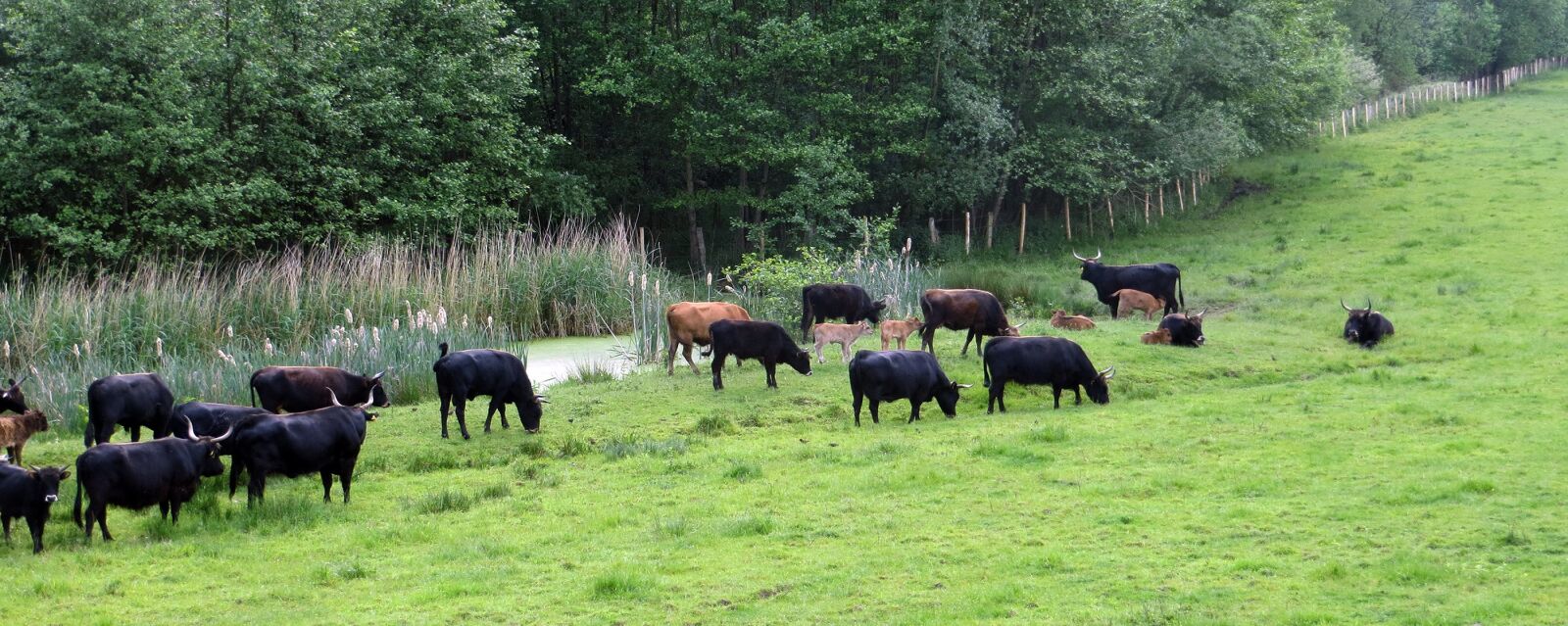 Canon PowerShot SX240 HS sample photo. Pasture, cattle, grass photography
