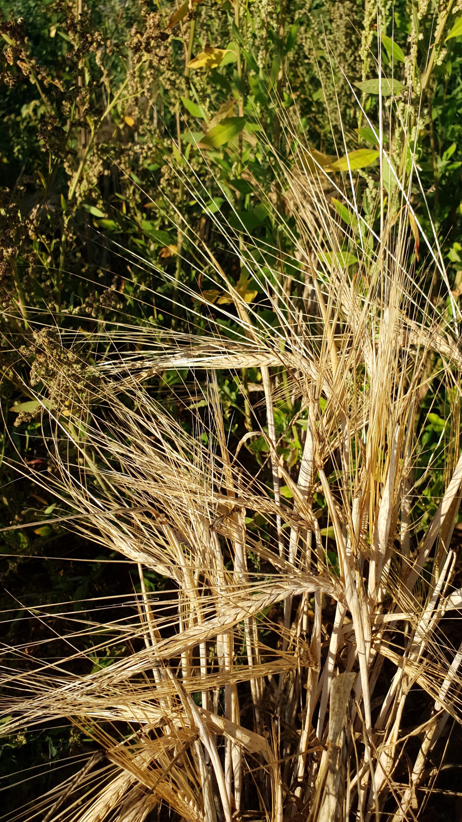 Samsung Galaxy S10+ sample photo. Cereals, grain, wheat photography