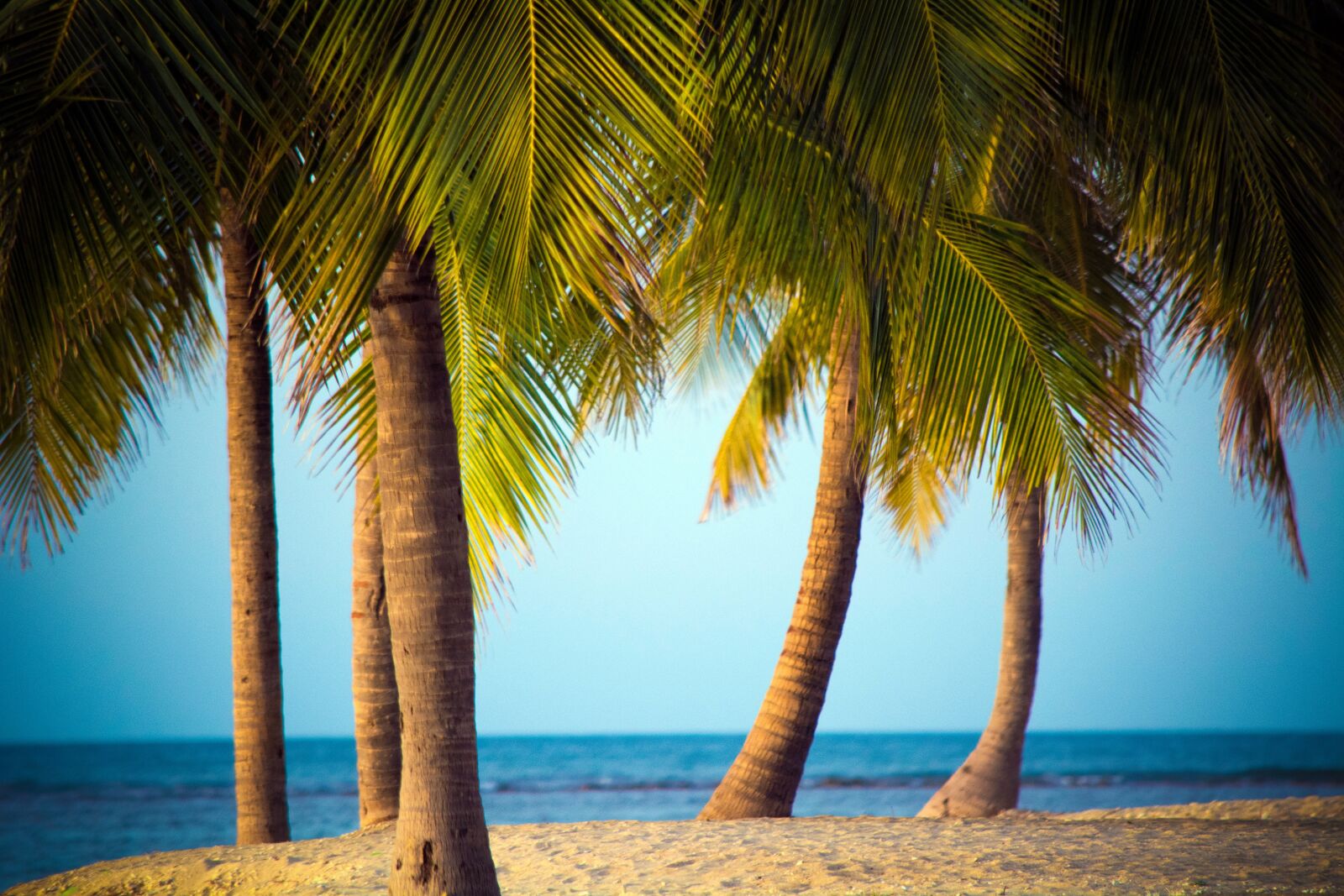 Nikon D5200 sample photo. Beach, palm, trees photography