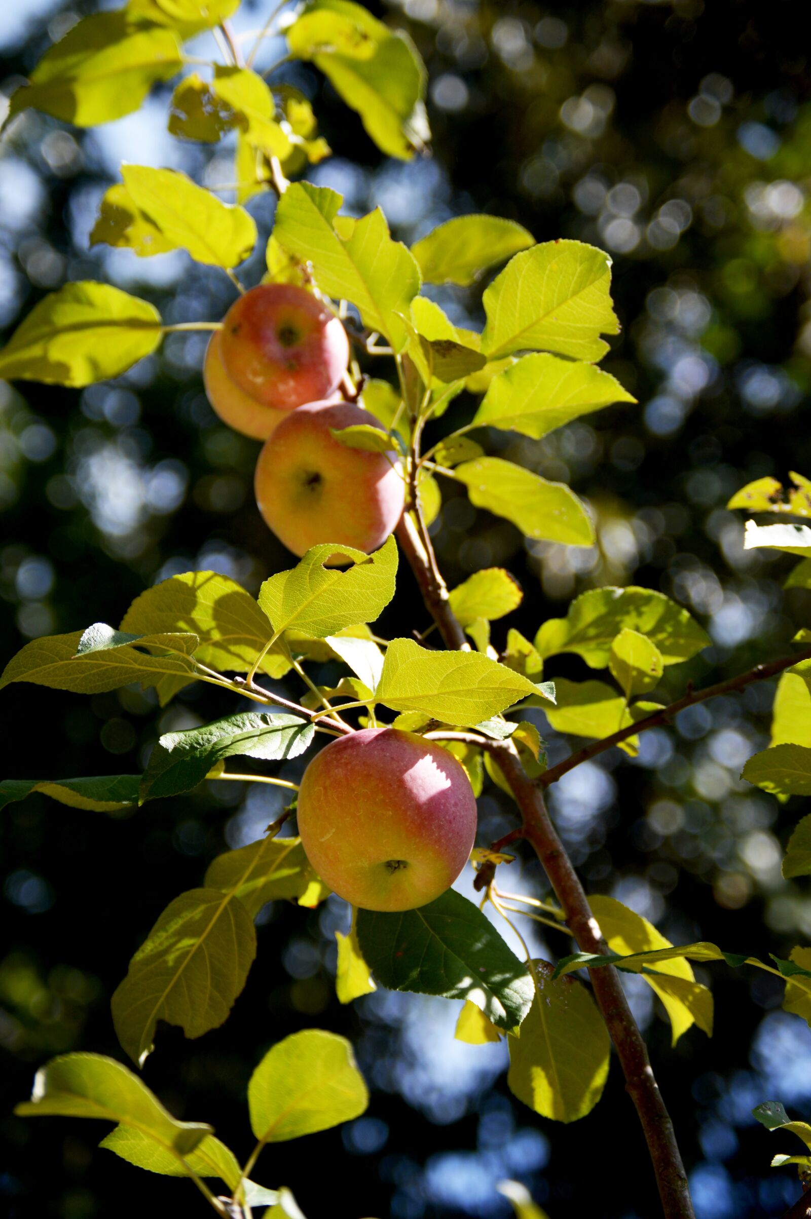 Nikon D3200 sample photo. Apples, tree, fruit photography