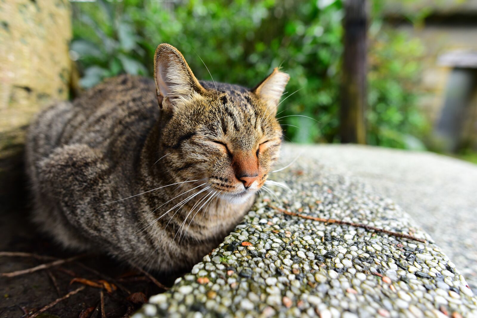 Nikon D750 sample photo. Cat, mammal, stray cats photography
