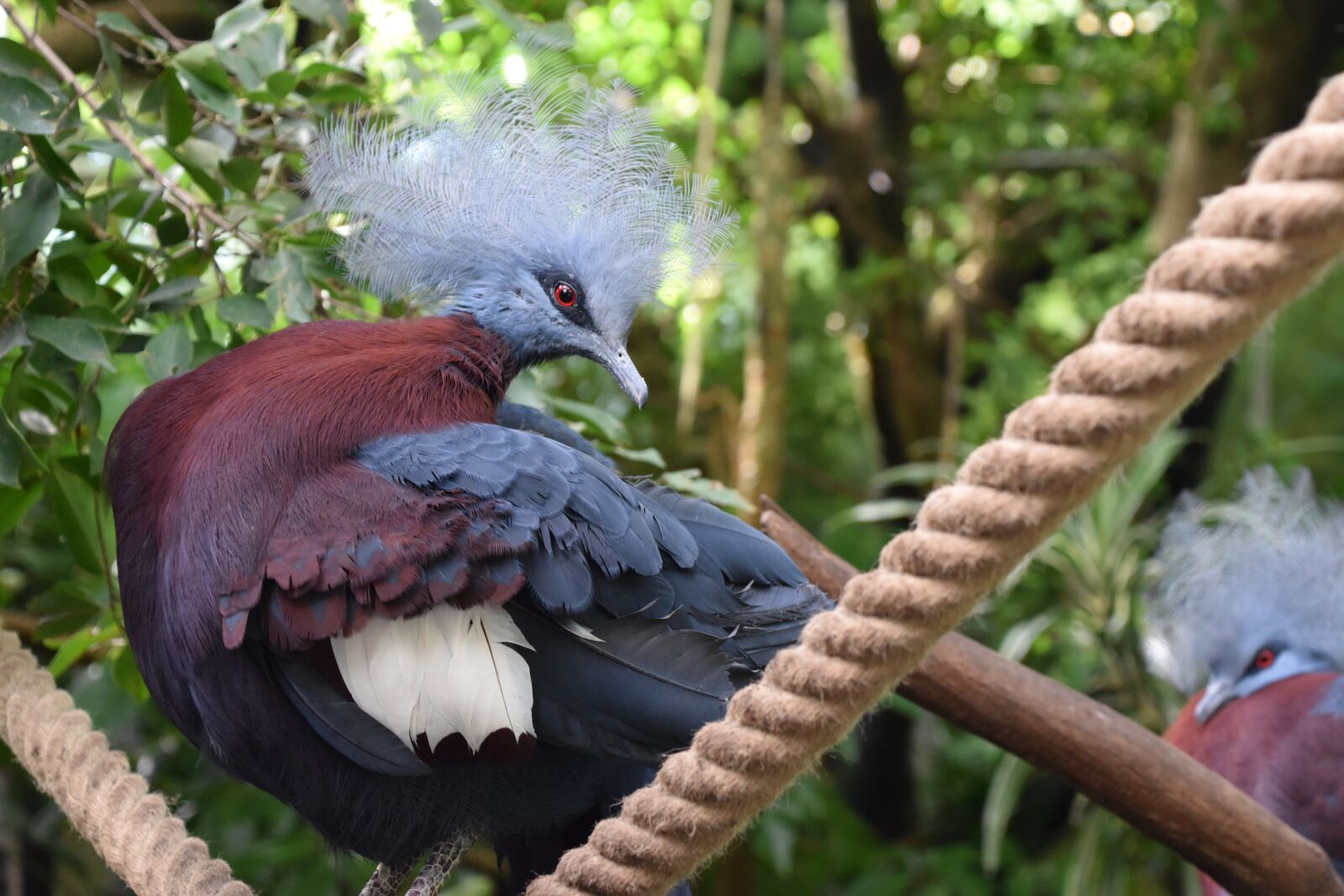 Nikon D5600 sample photo. Bird, nature, zoo photography