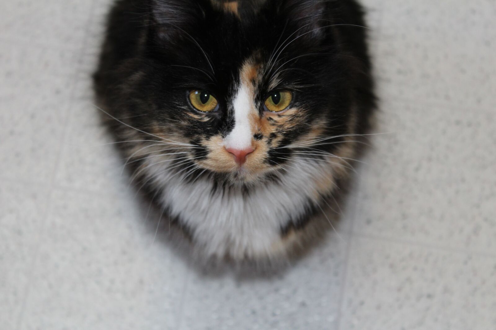 Canon EOS 1200D (EOS Rebel T5 / EOS Kiss X70 / EOS Hi) sample photo. Kitten, cat, calico photography