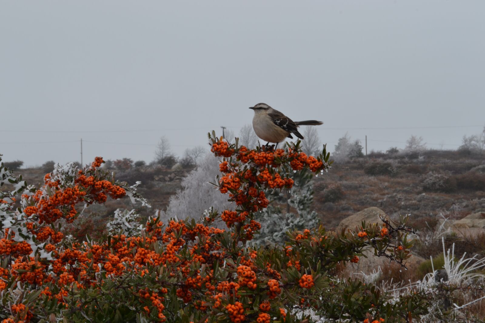 Nikon D3100 sample photo. Bird, birds, ave photography