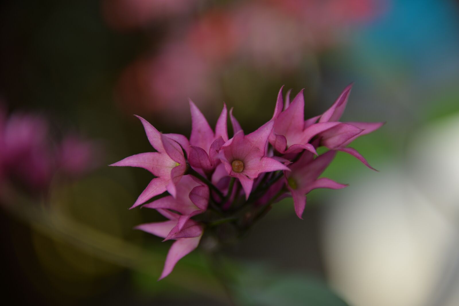 Nikon D610 sample photo. Petits fleurs, flowers, pink photography