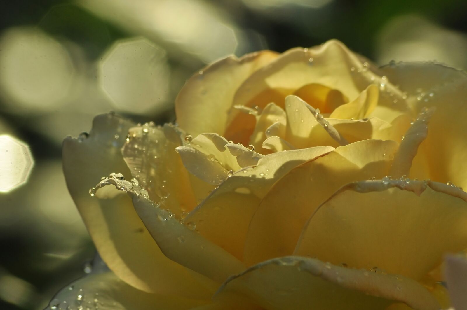 Nikon D90 sample photo. Yellow rose, rosa, drops photography