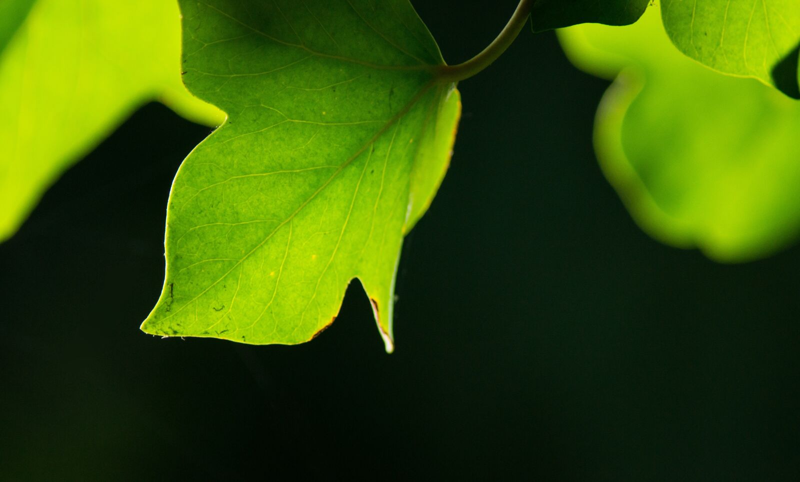 Sony SLT-A57 sample photo. Leaf, green, background photography