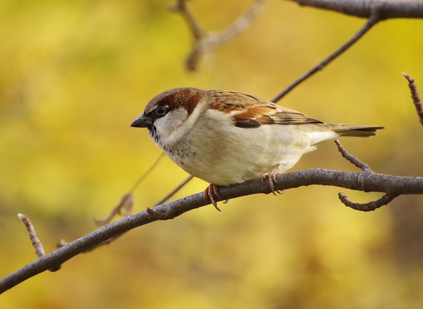 Pentax K-30 sample photo. Sparrow, branch, sperling photography