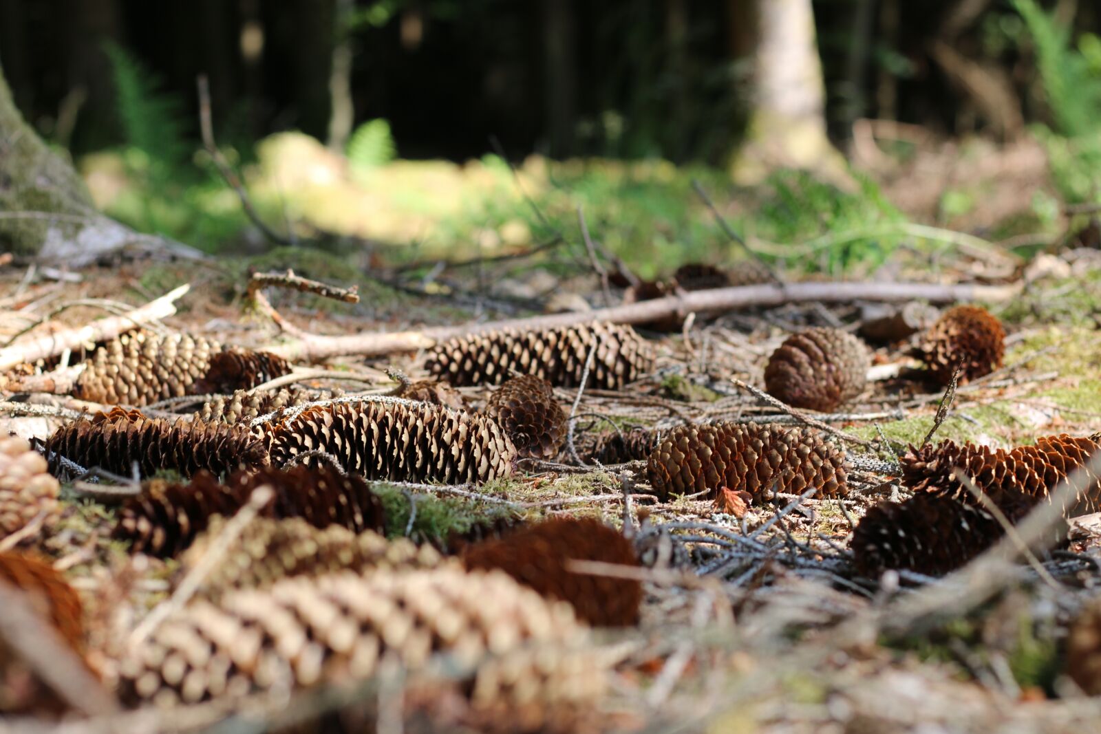 Canon EOS 70D + Canon EF 50mm F1.8 STM sample photo. Forest, forest floor, moss photography