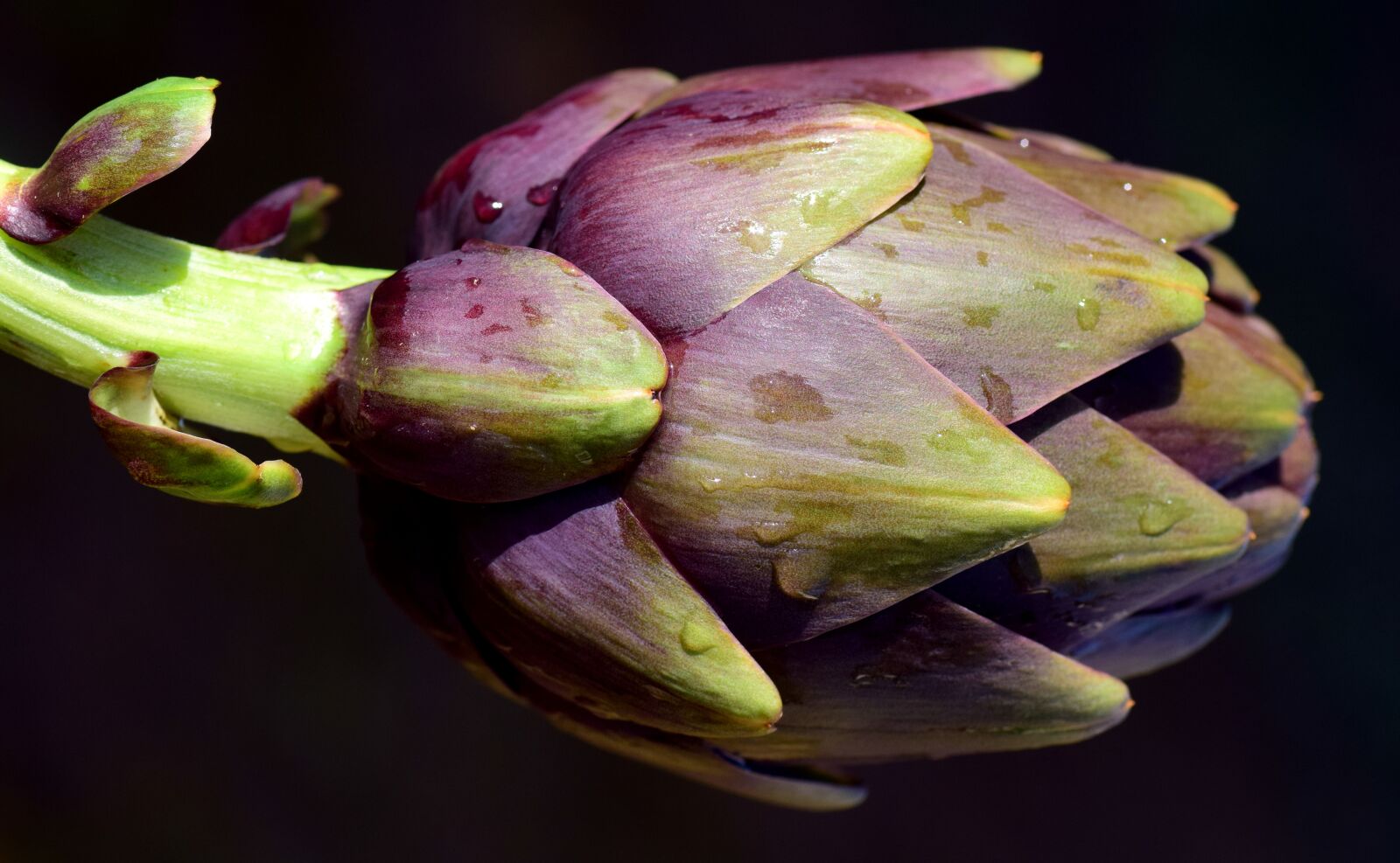 Nikon D3300 sample photo. Artichoke, food, vegetables photography