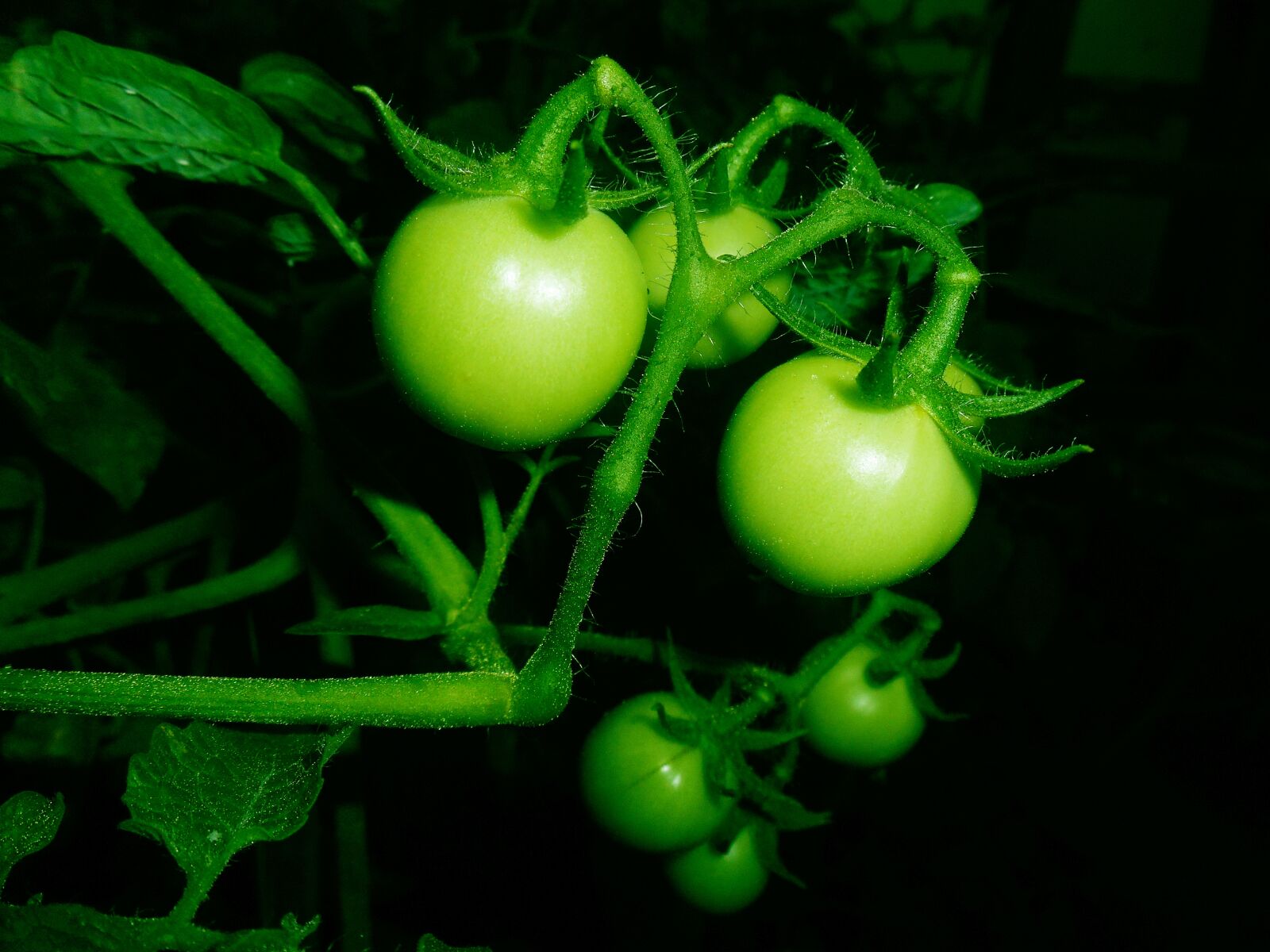 Nikon Coolpix S3500 sample photo. Tomato, fruit, fresh photography