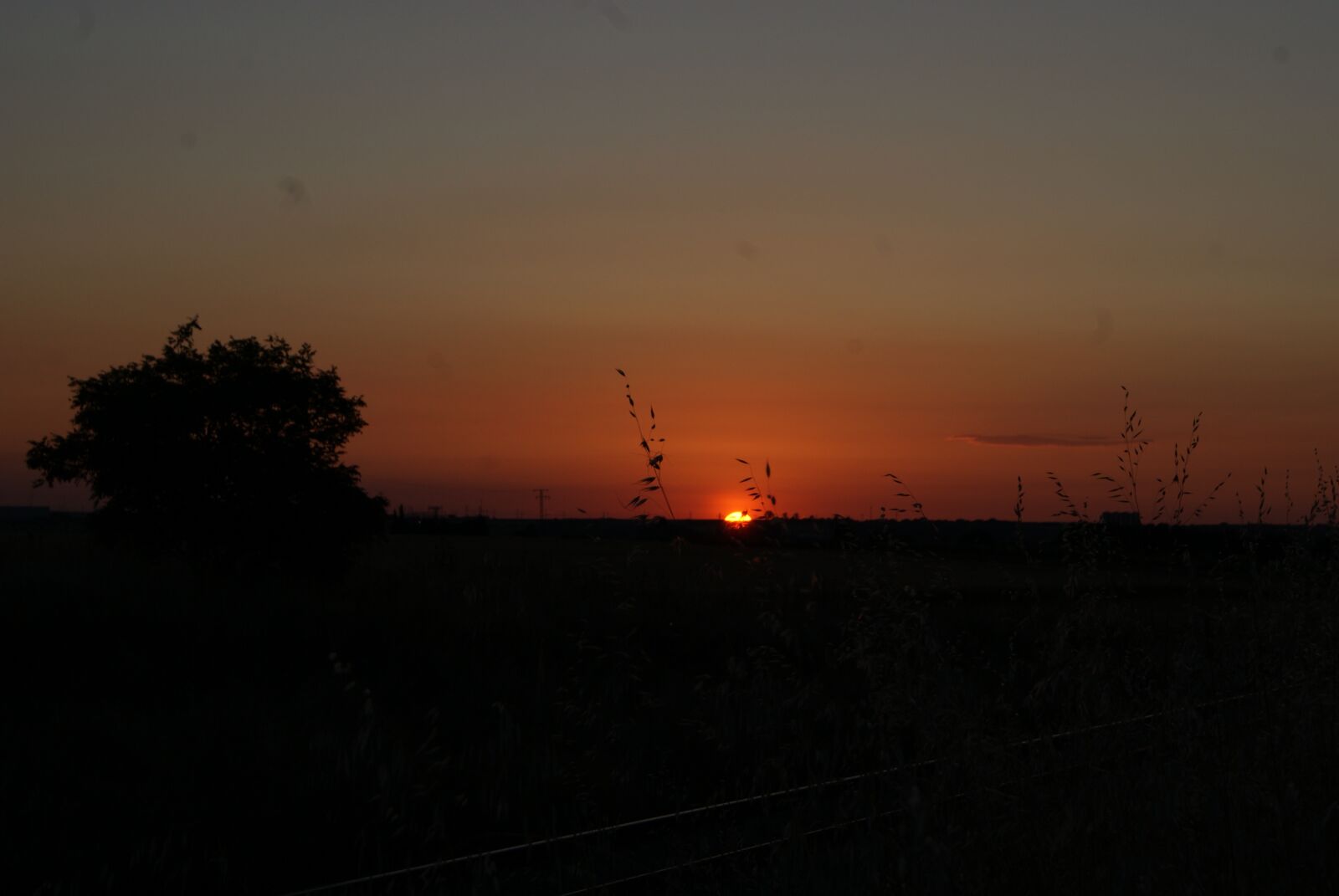 Sony Alpha DSLR-A230 sample photo. Sunrise, tree, orange photography