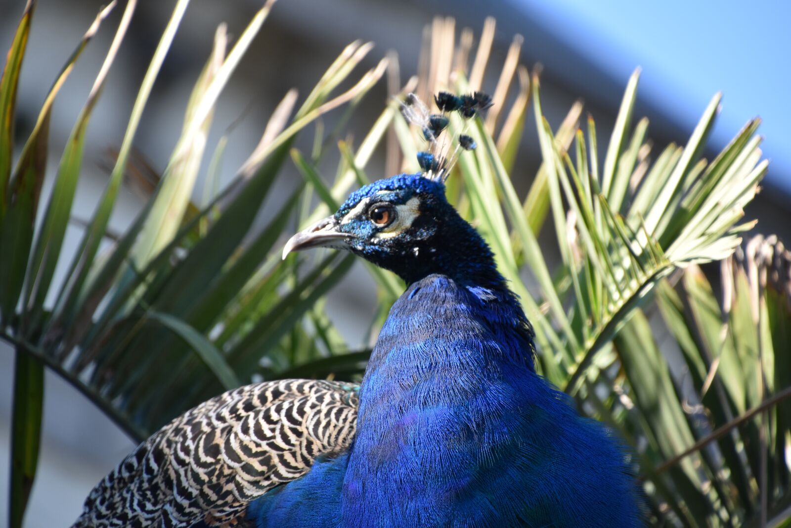 Nikon D5600 sample photo. Bird, blue, nature photography