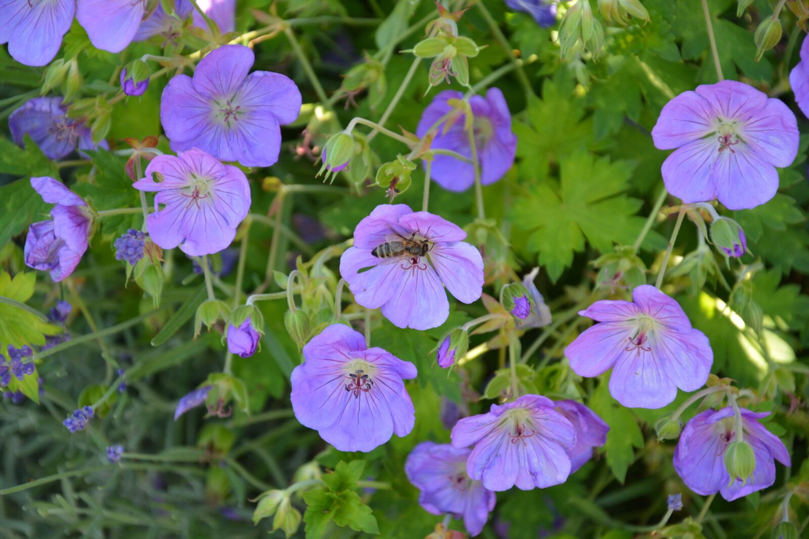 Nikon D5200 sample photo. Flowers, slovakia, meadow photography