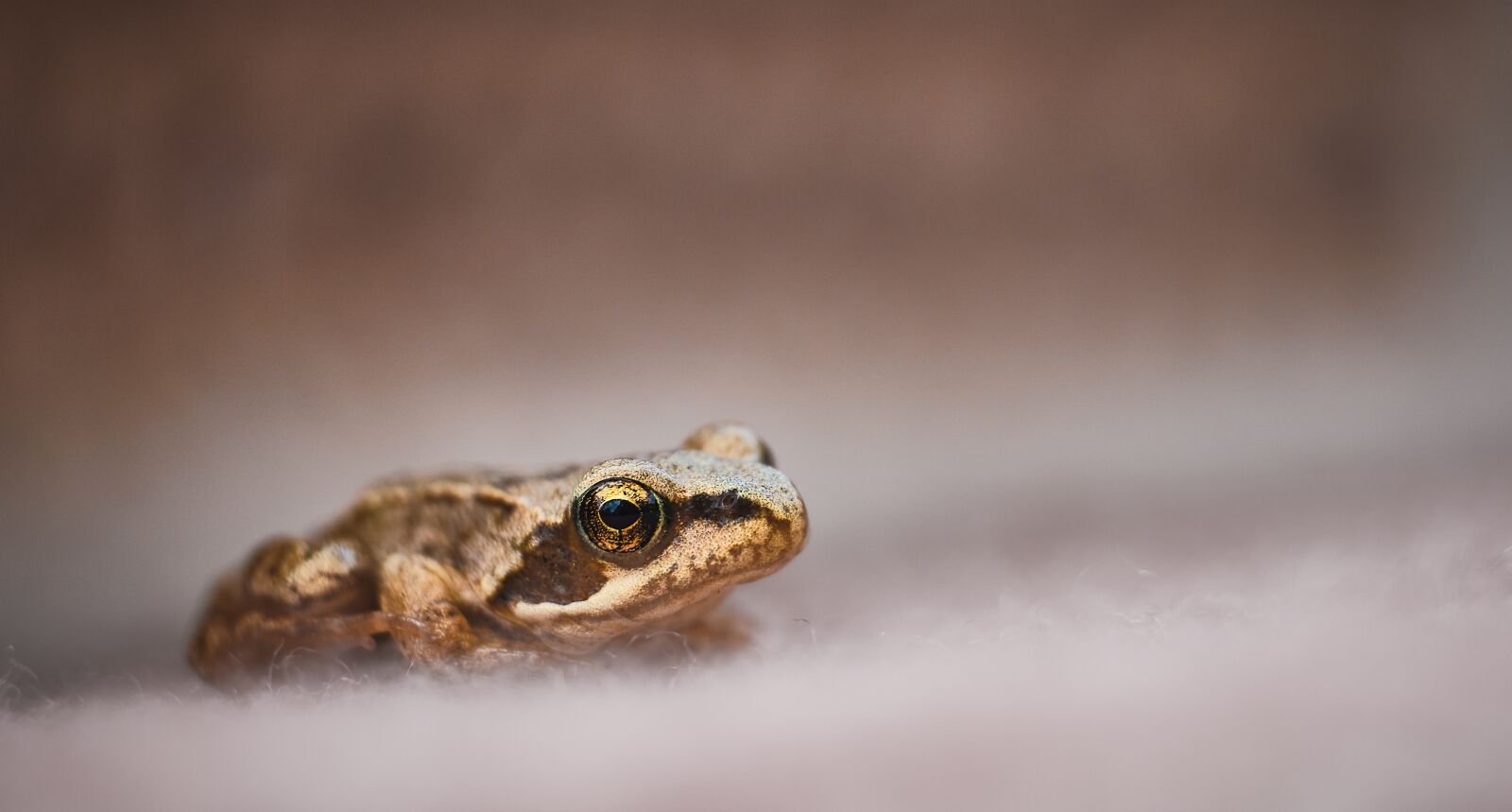 Fujifilm X-T3 sample photo. Frog, toad, small photography