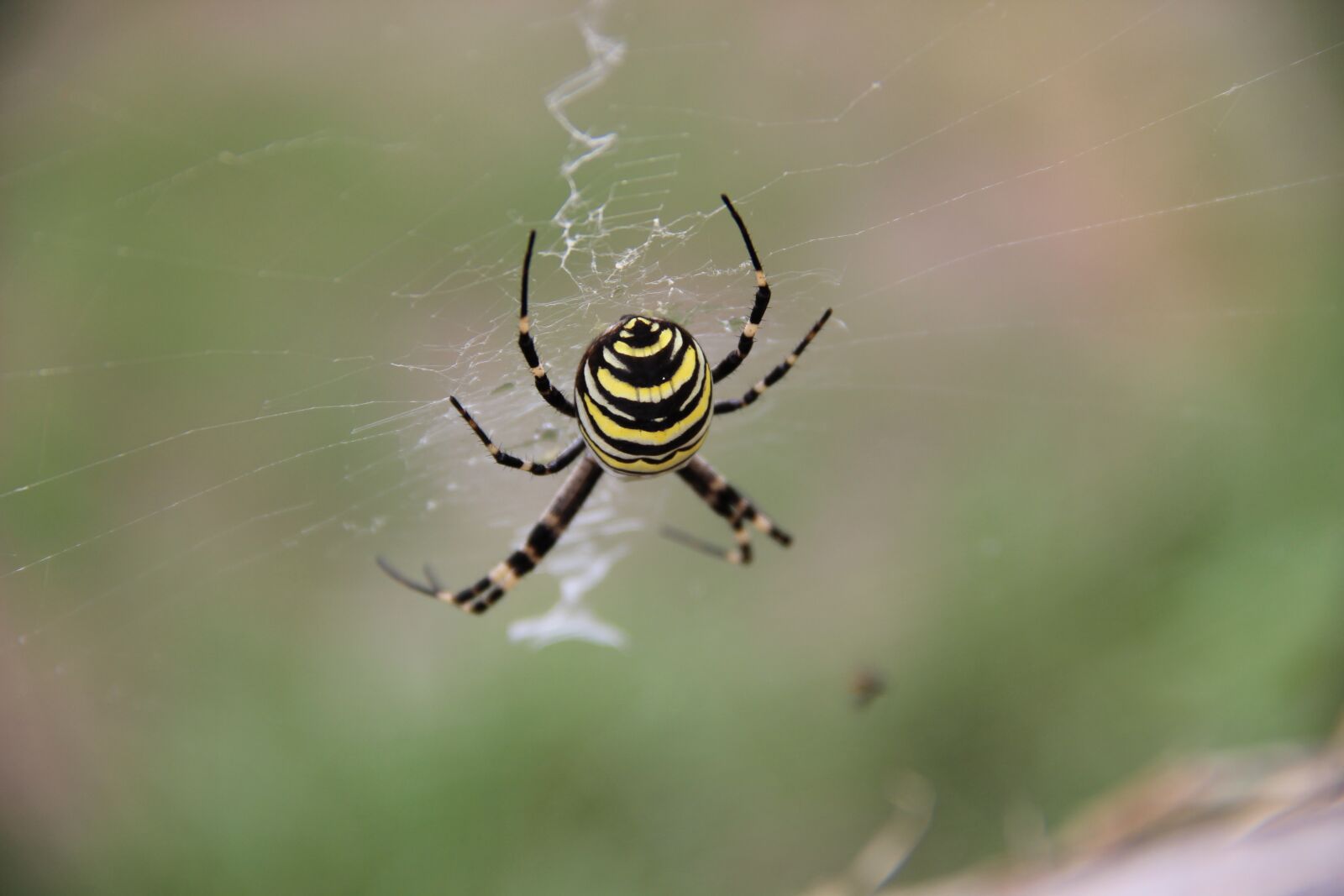 Canon EOS 600D (Rebel EOS T3i / EOS Kiss X5) sample photo. Spider, insect, arachnid photography