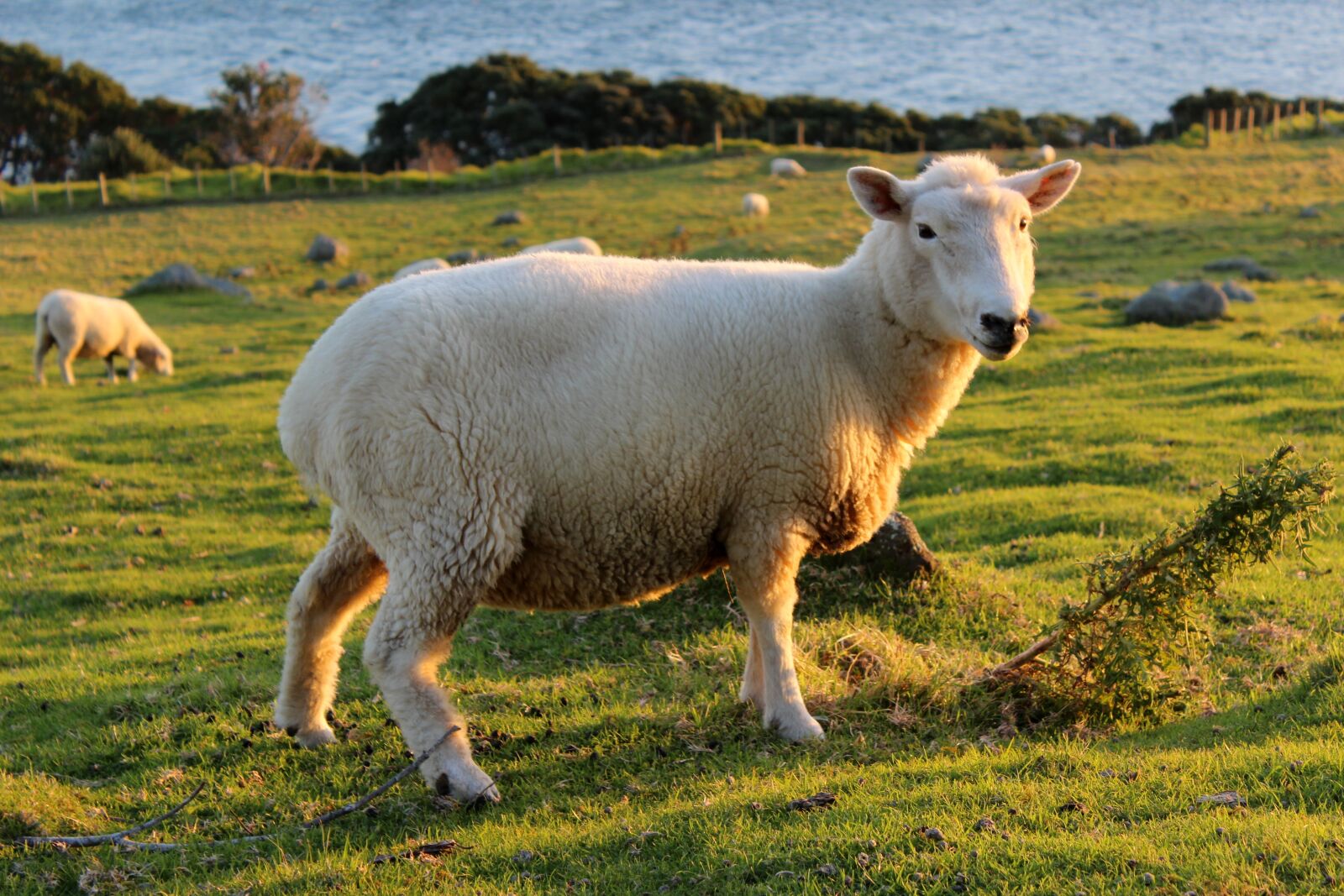 Canon EOS 600D (Rebel EOS T3i / EOS Kiss X5) sample photo. Sheep, meadow, new zealand photography