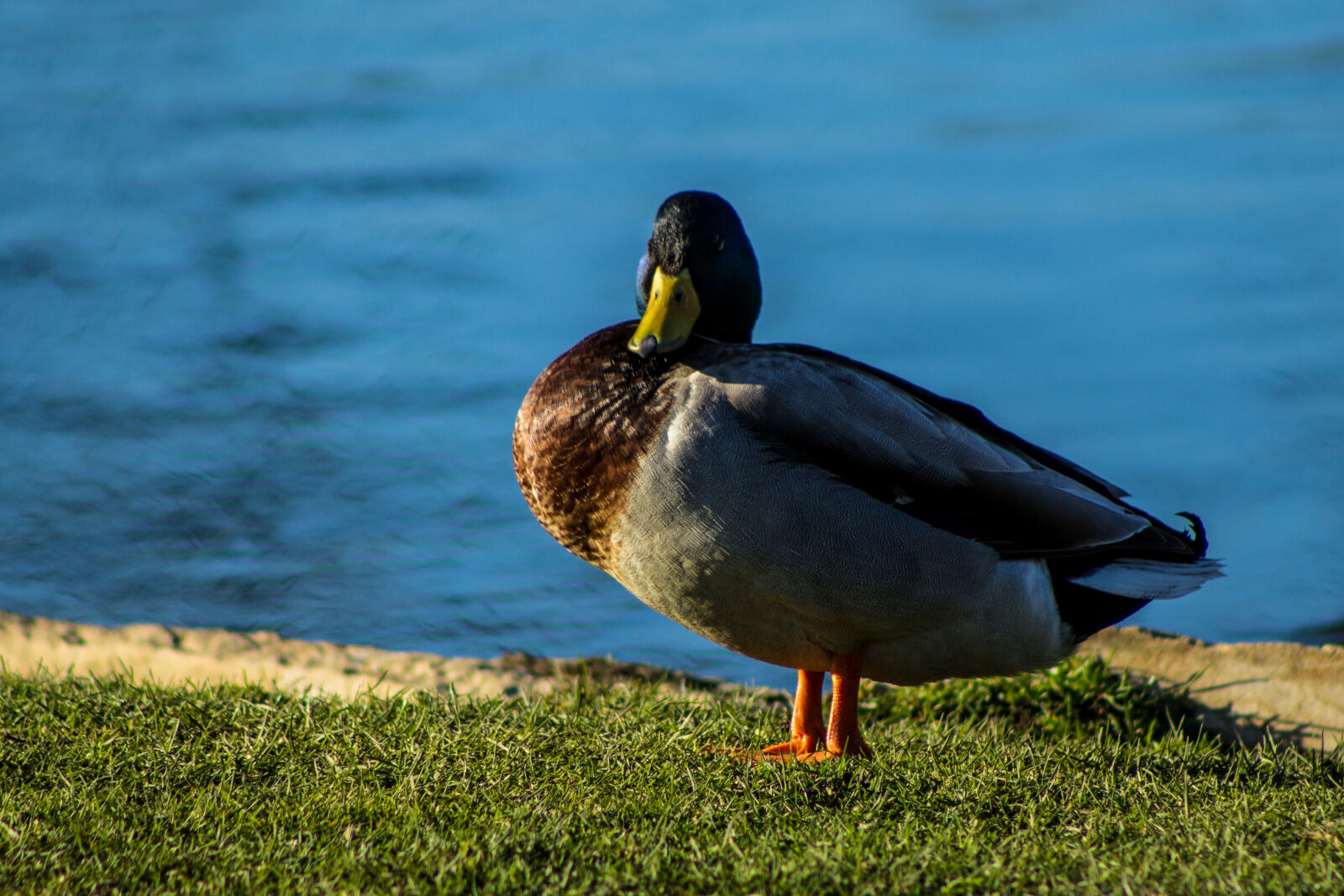 Canon EF 75-300mm f/4-5.6 sample photo. Animal, bird, canon, nature photography
