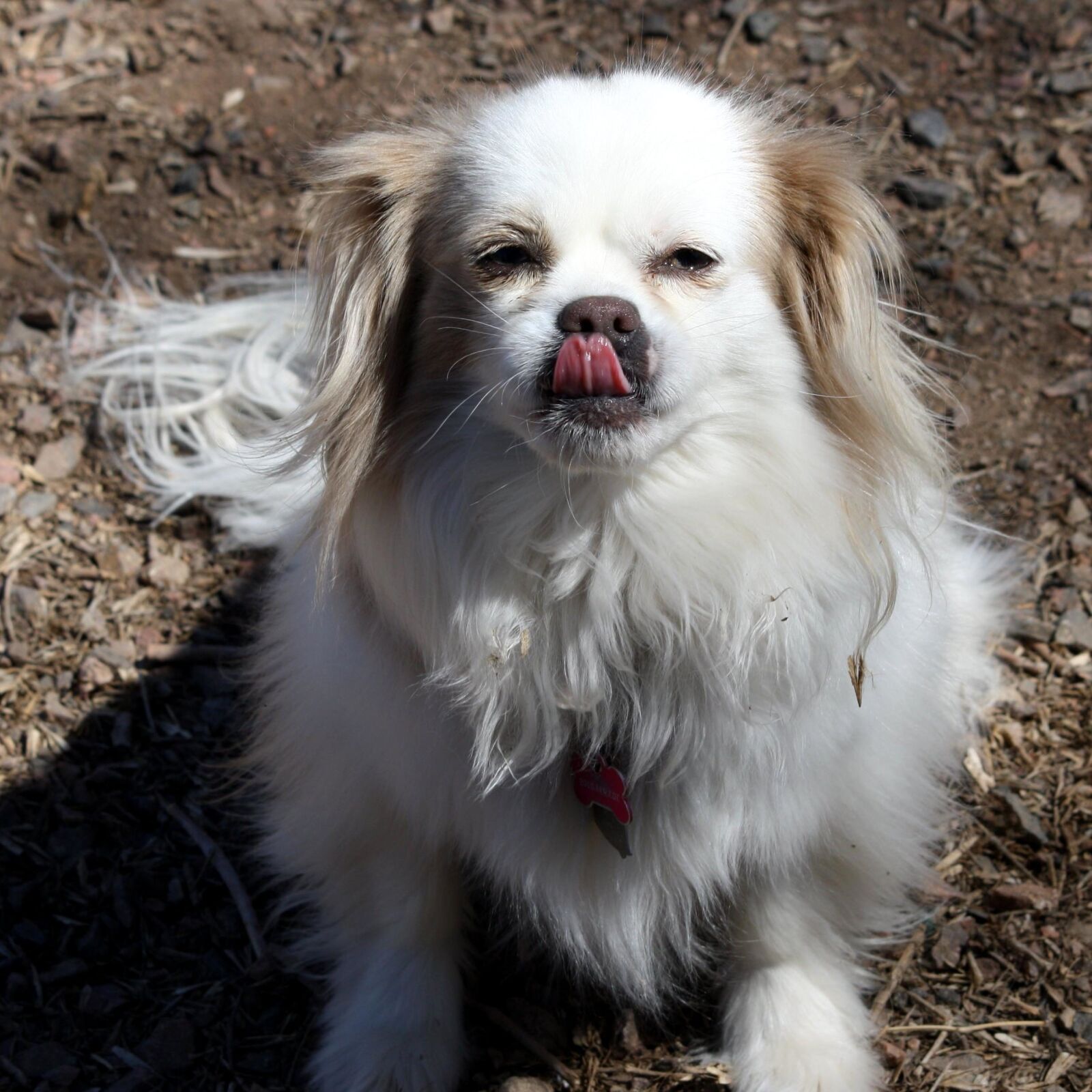 Canon EOS 1000D (EOS Digital Rebel XS / EOS Kiss F) + f/4-5.6 IS II sample photo. Small dog, tongue, pet photography