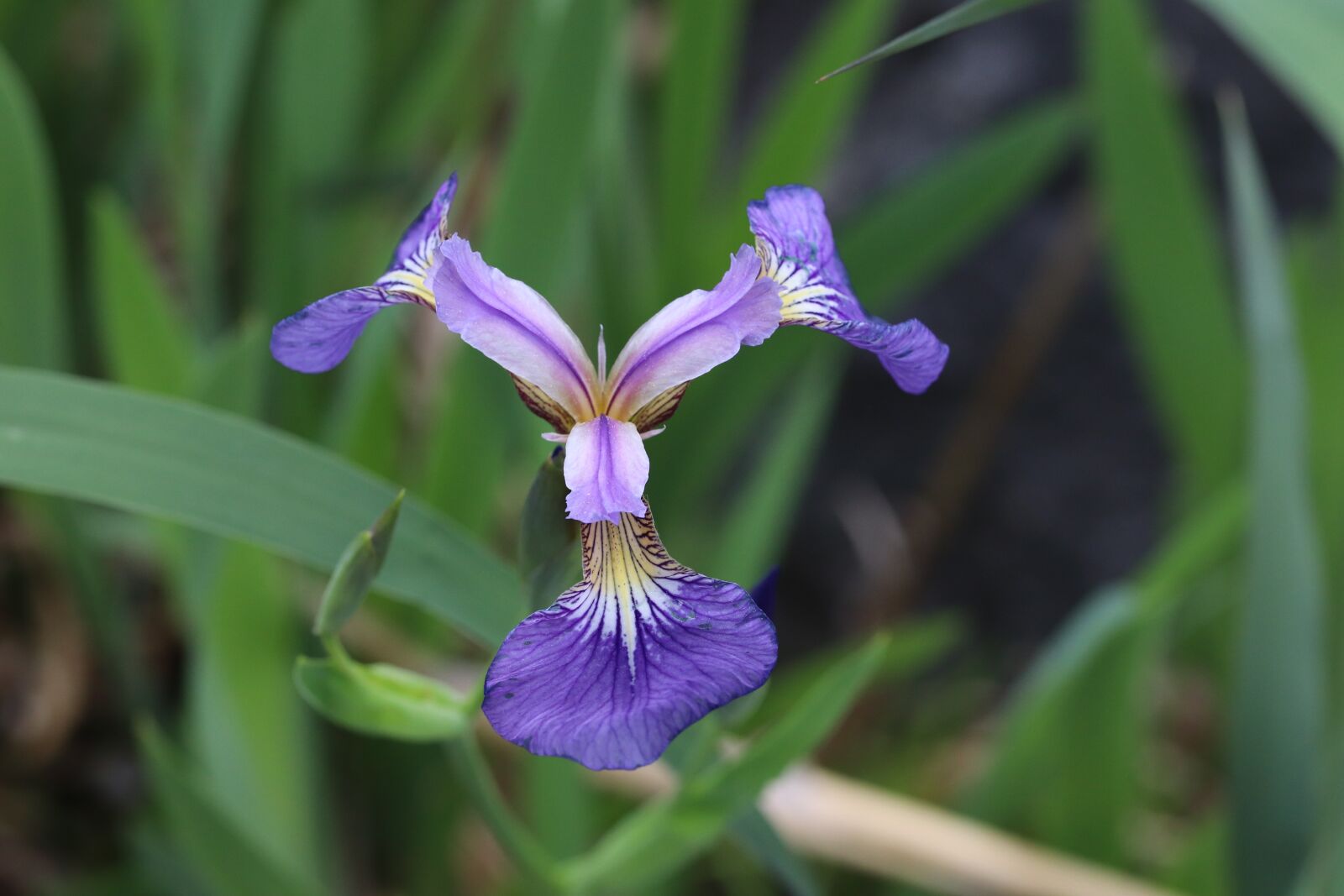 Canon EOS 800D (EOS Rebel T7i / EOS Kiss X9i) sample photo. Spring, spring flowers, nature photography