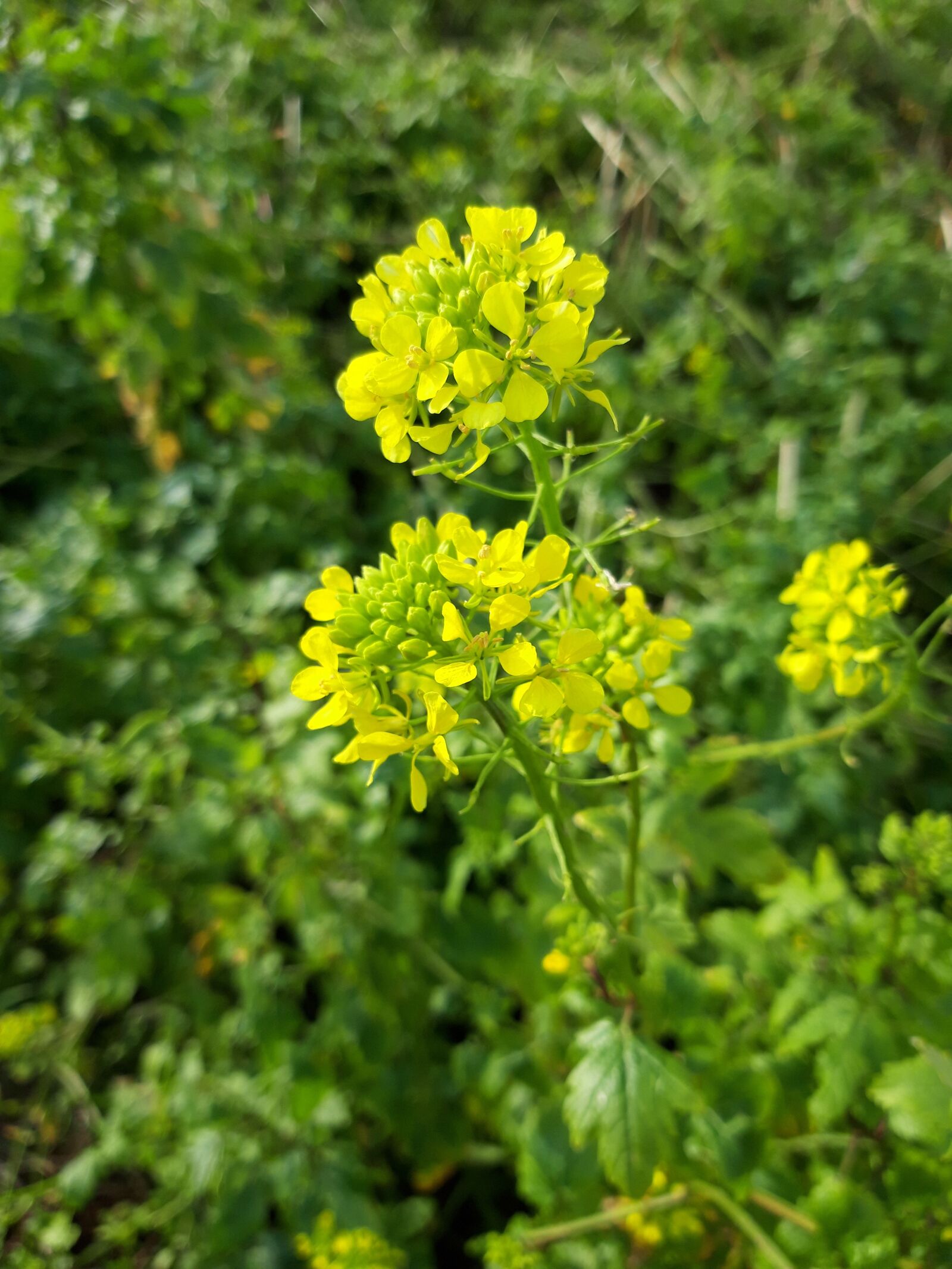 Samsung Galaxy A6 sample photo. Oilseed rape, yellow, nature photography