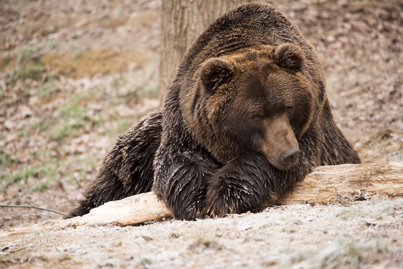 Nikon D750 sample photo. Bear, brown bear, wildlife photography