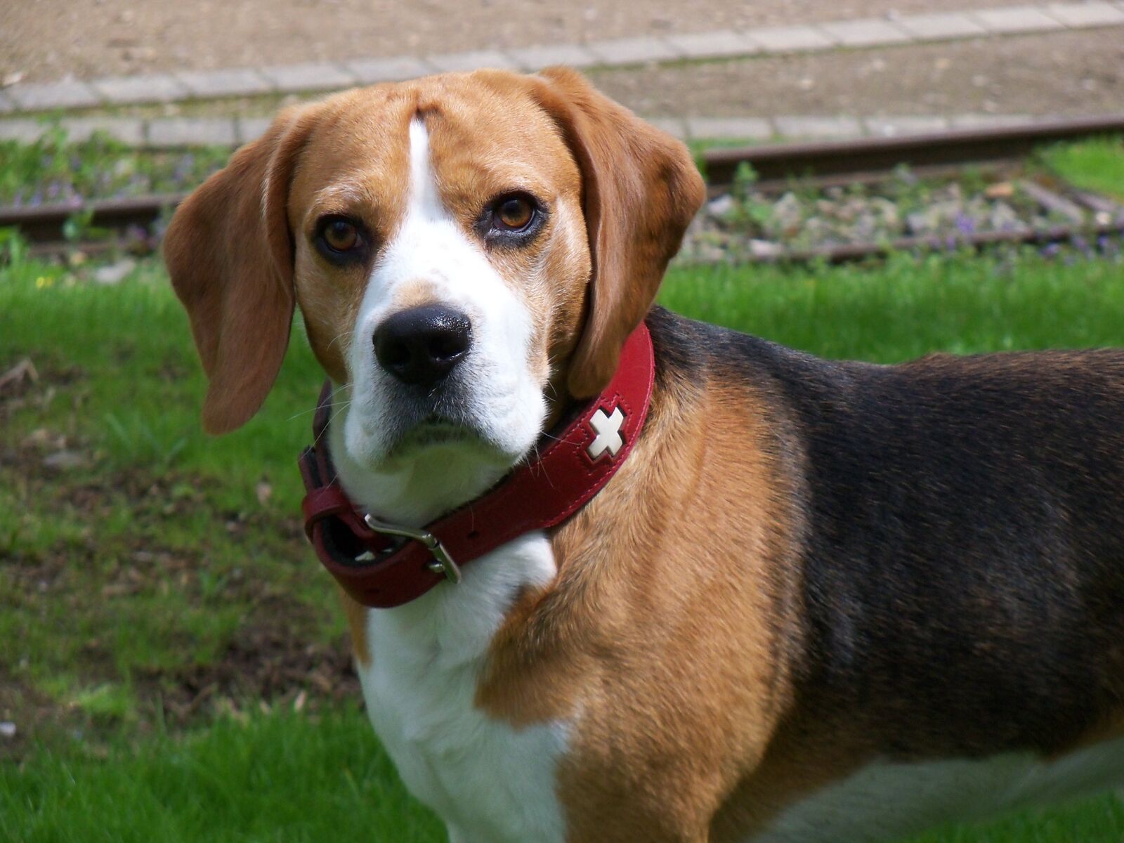 Kodak EasyShare Z915 sample photo. Dog, cute, animal photography