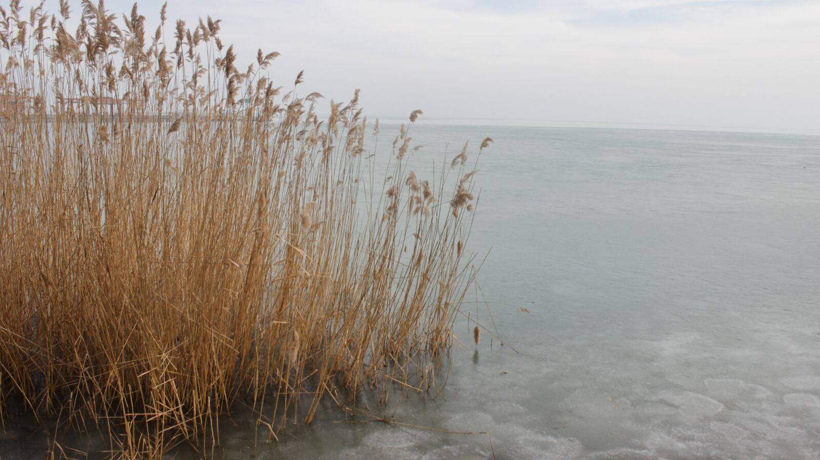 Canon EOS 600D (Rebel EOS T3i / EOS Kiss X5) sample photo. Reed, water, ice photography