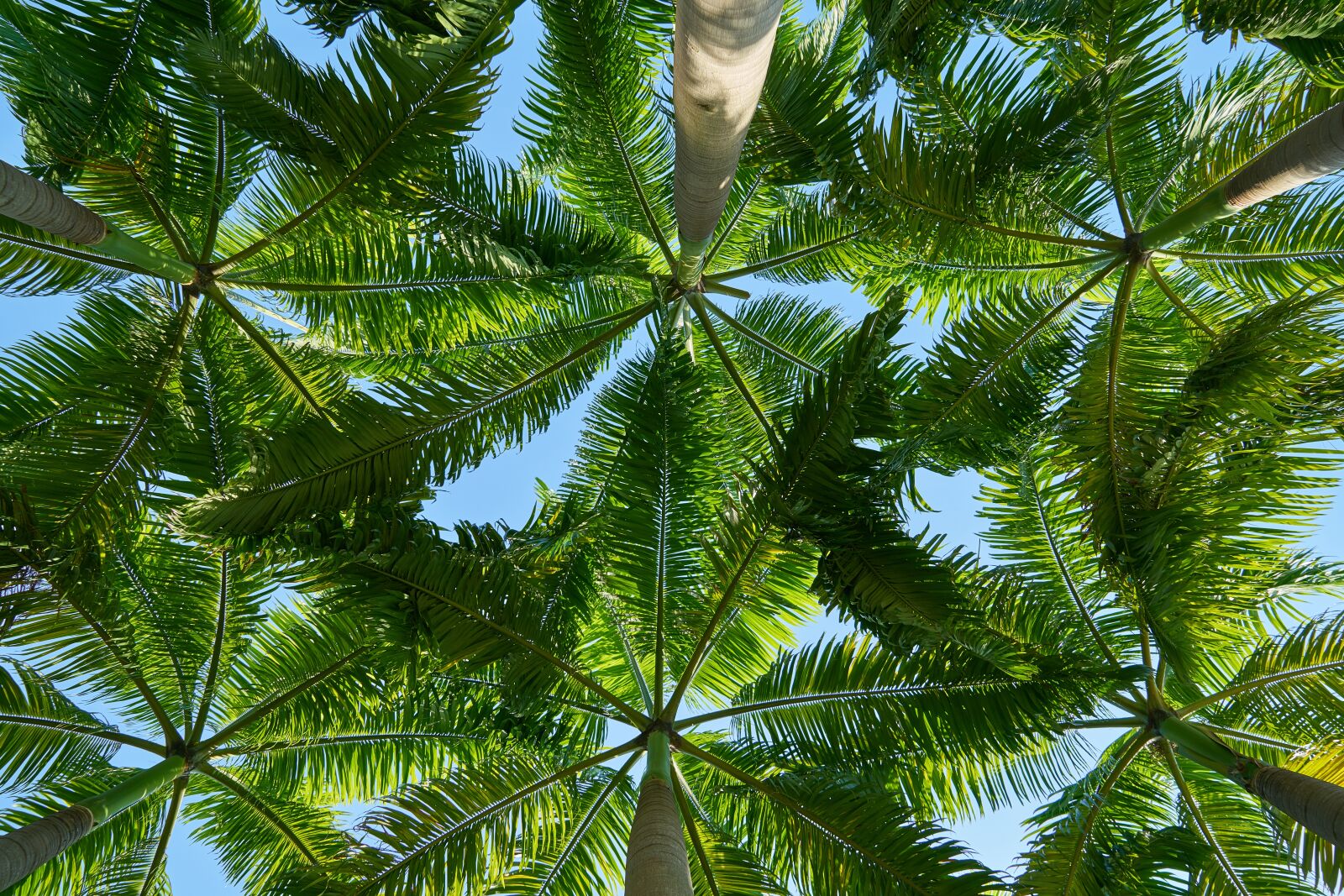 Sony a7R II sample photo. Tree, landscape, background photography