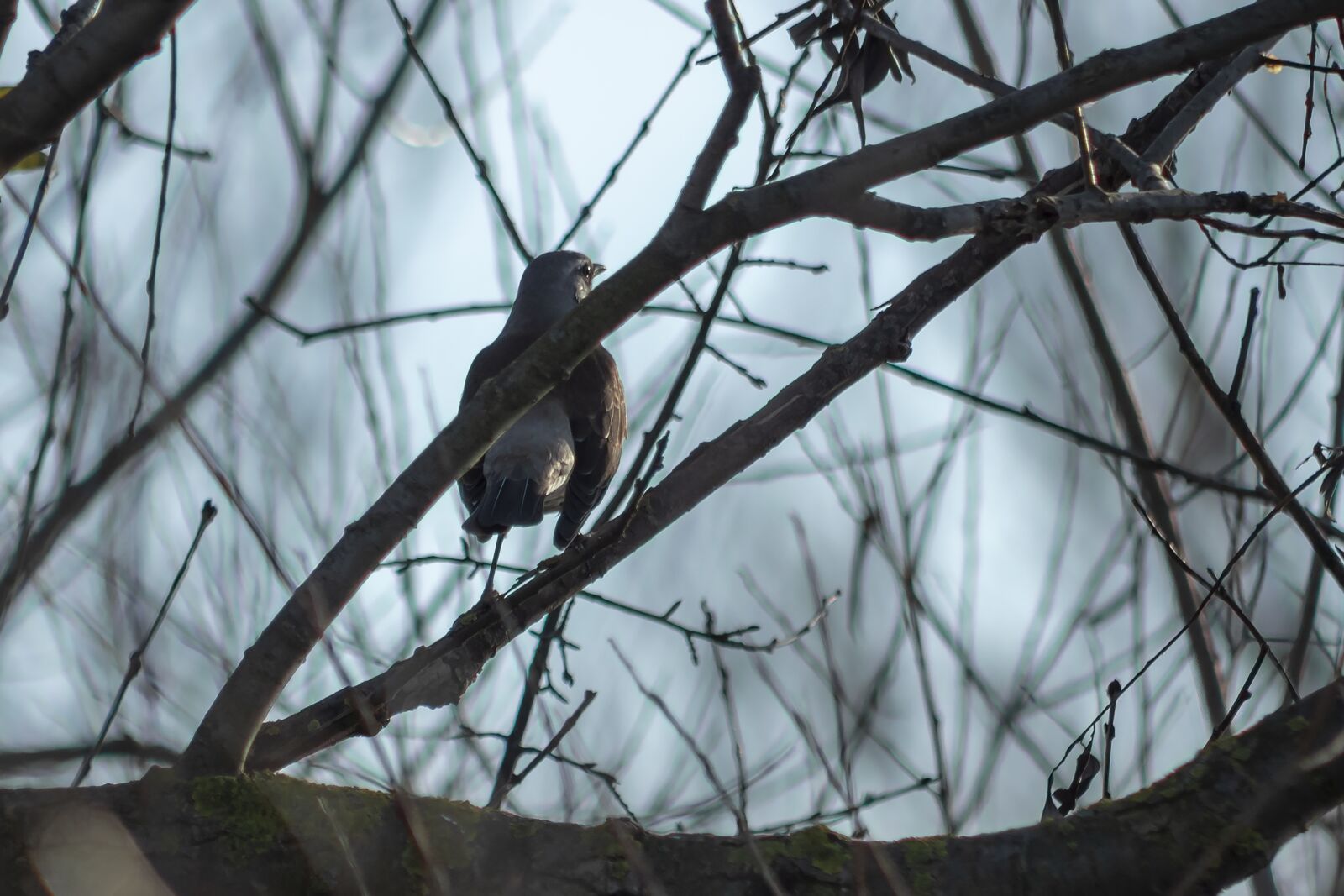Canon EF75-300mm f/4-5.6 sample photo. Bird, birds, flying photography