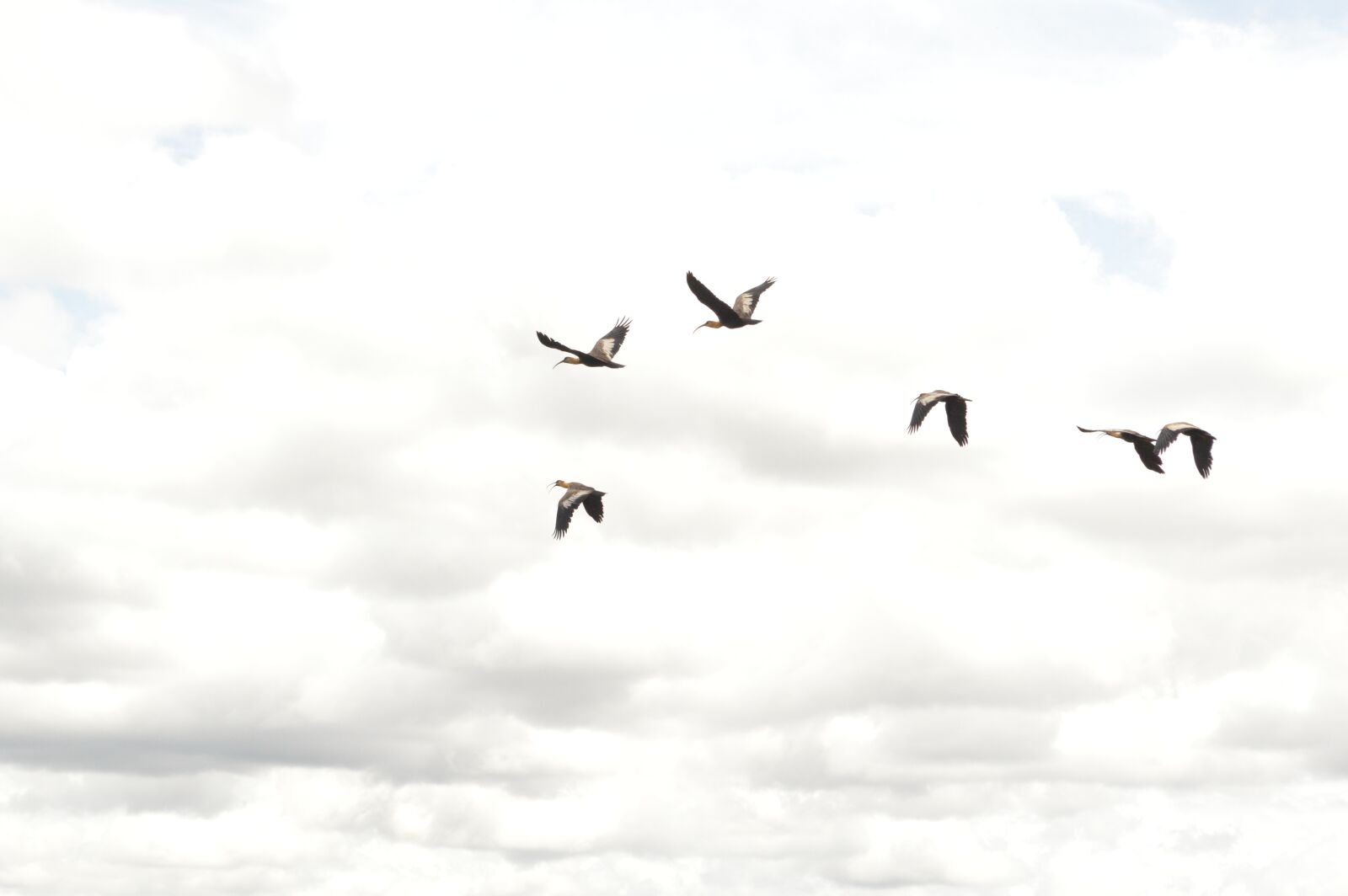 Nikon D3200 sample photo. Birds, flock, flying photography