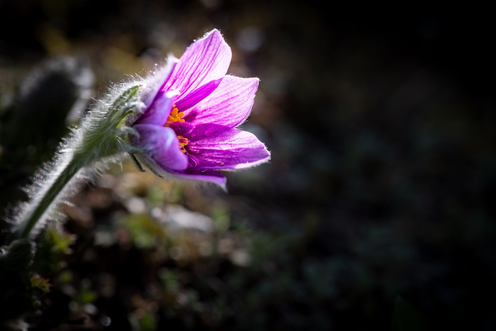 Nikon D750 sample photo. Anemone, flower, blossom photography
