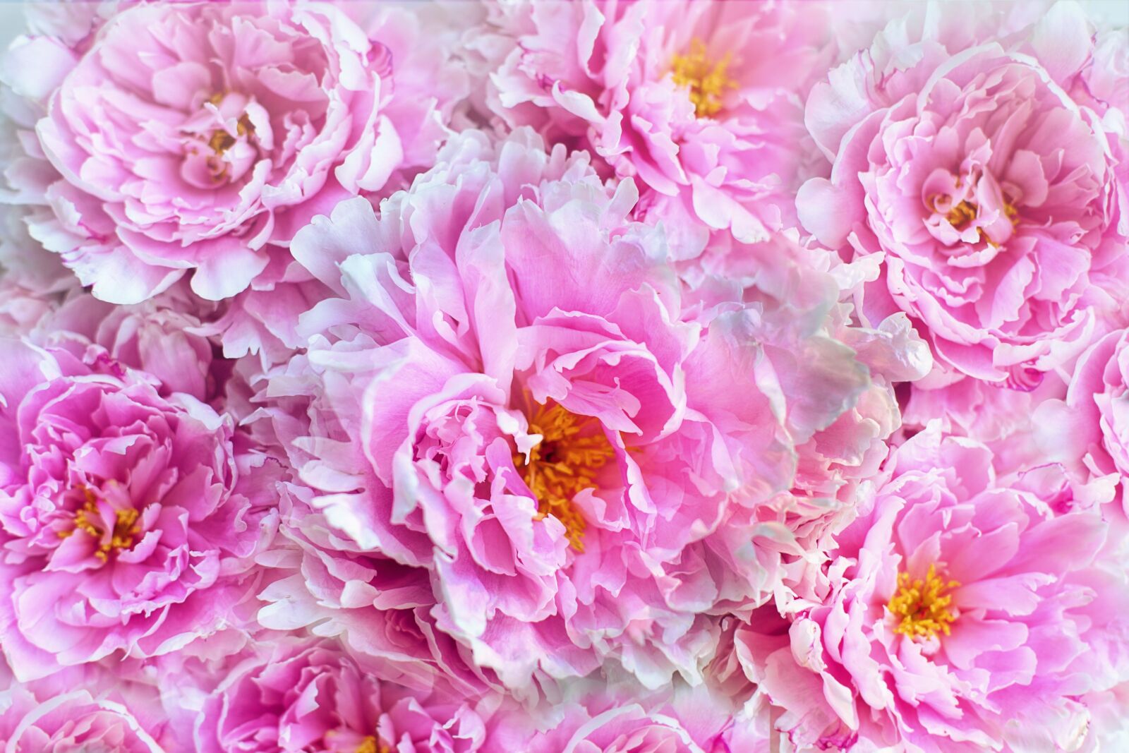 Canon EF 50mm F1.4 USM sample photo. Peonies, flowers, background photography
