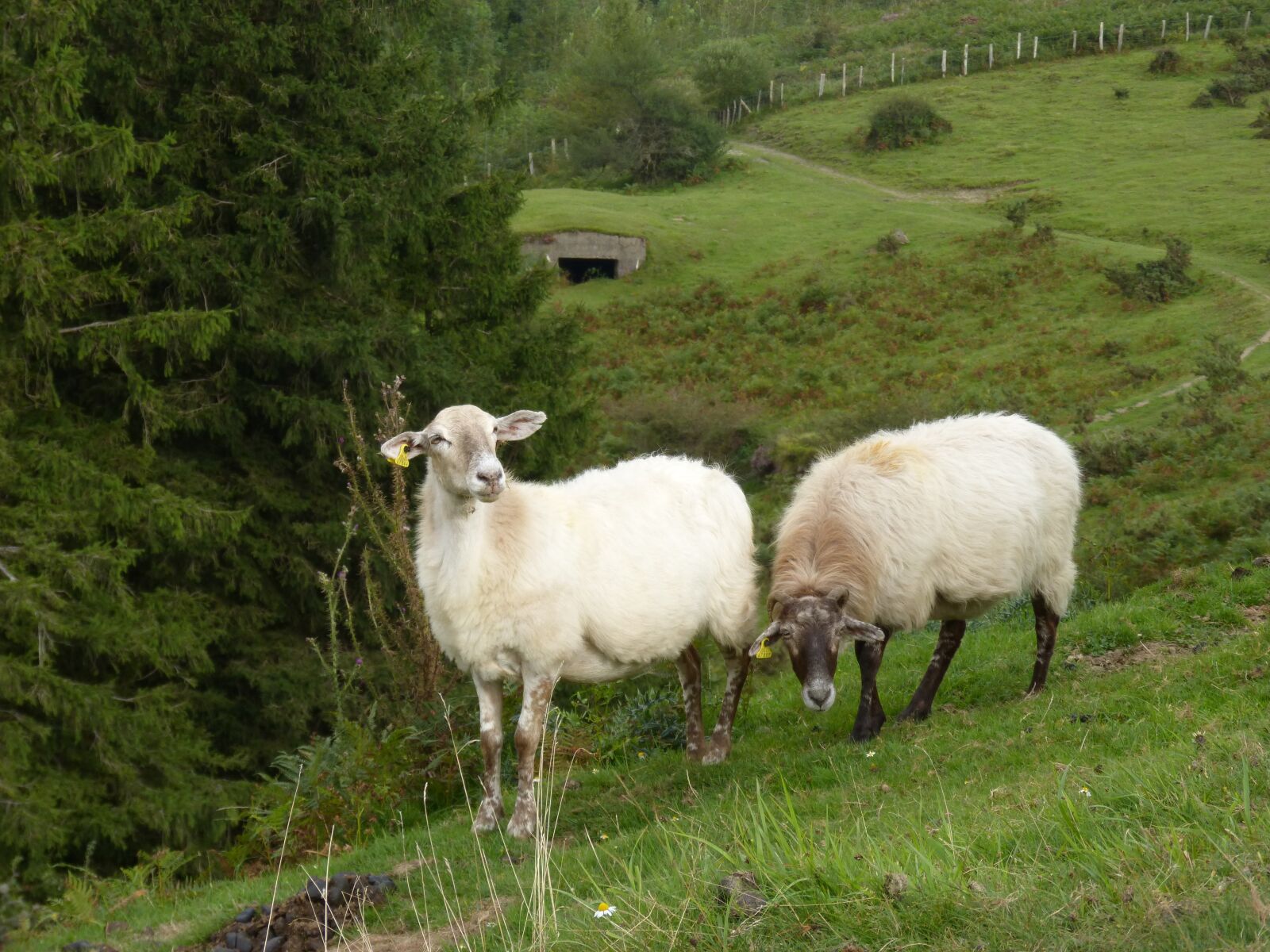 Panasonic DMC-FZ62 sample photo. Sheep, pacer, pasture photography