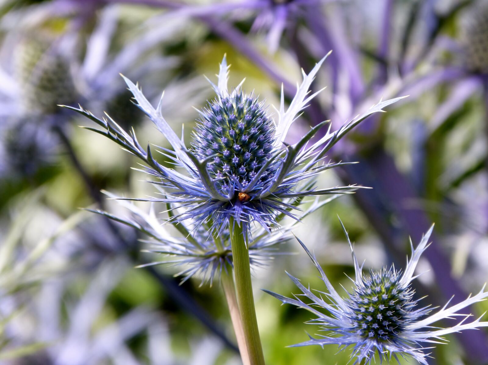 Panasonic DMC-FZ62 sample photo. Purple, ornamental, sea holly photography