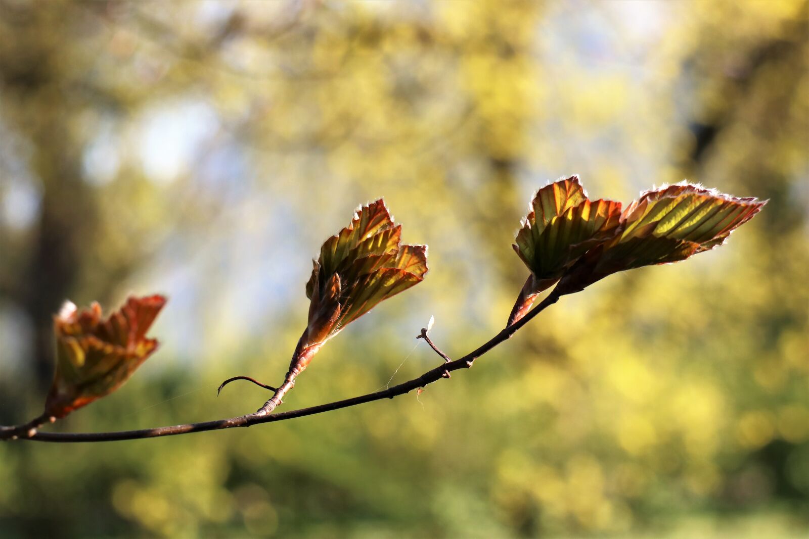 Canon EOS M6 sample photo. Spring, leaf, fresh photography