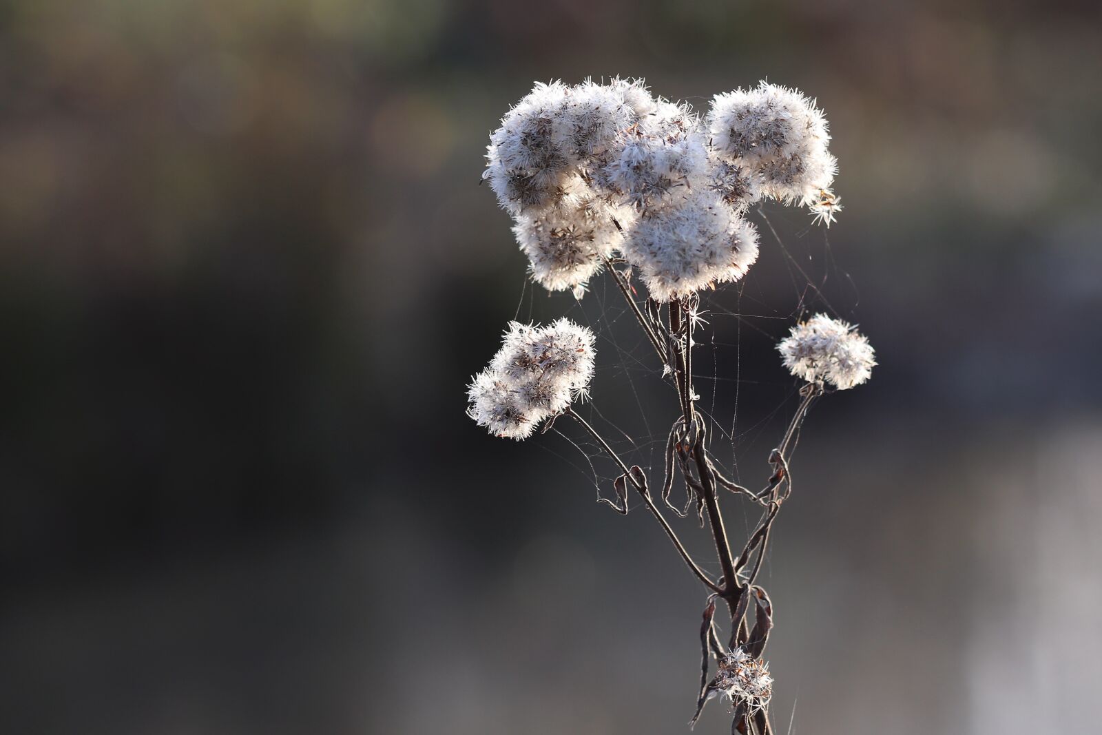 Canon EOS 800D (EOS Rebel T7i / EOS Kiss X9i) sample photo. Trockenblume, flying seeds, dry photography